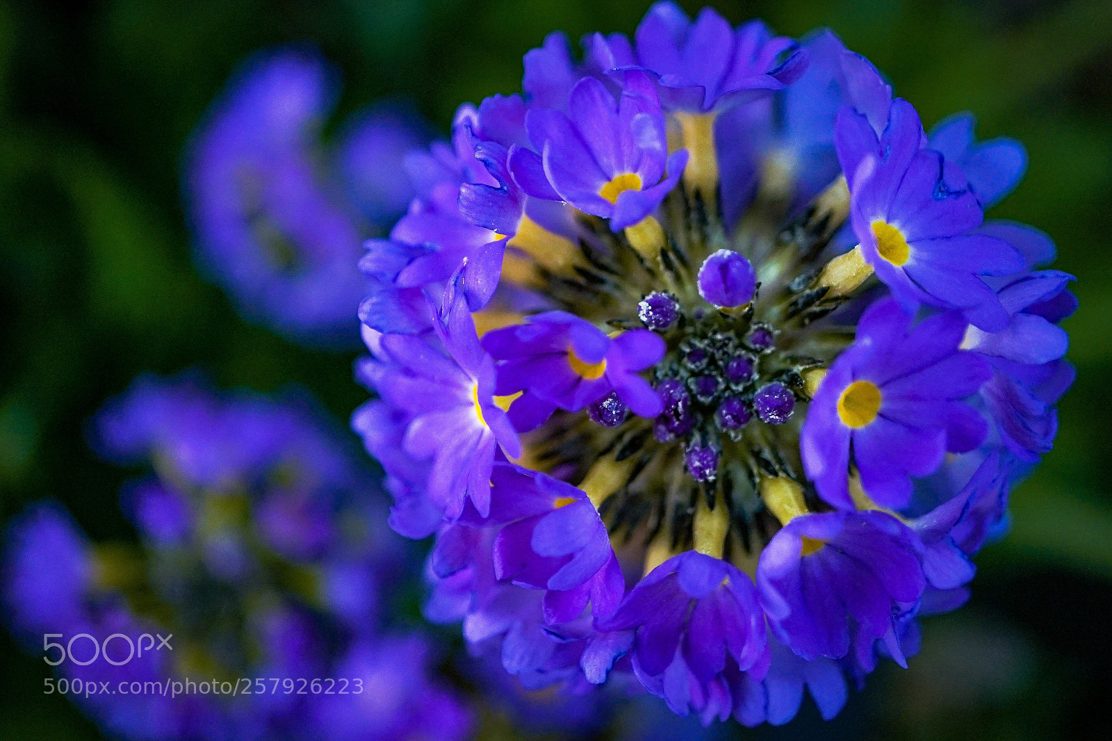 Sony a7 II sample photo. In the garden photography