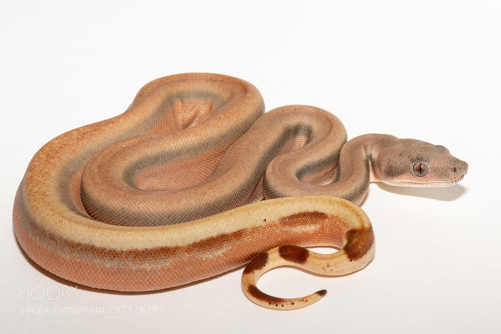 Nikon D7100 sample photo. 2nd shed photography