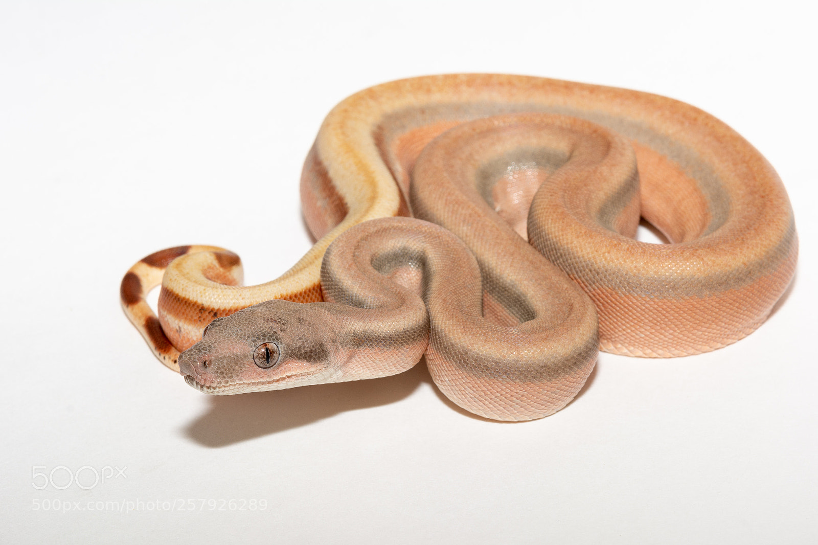 Nikon D7100 sample photo. 2nd shed photography