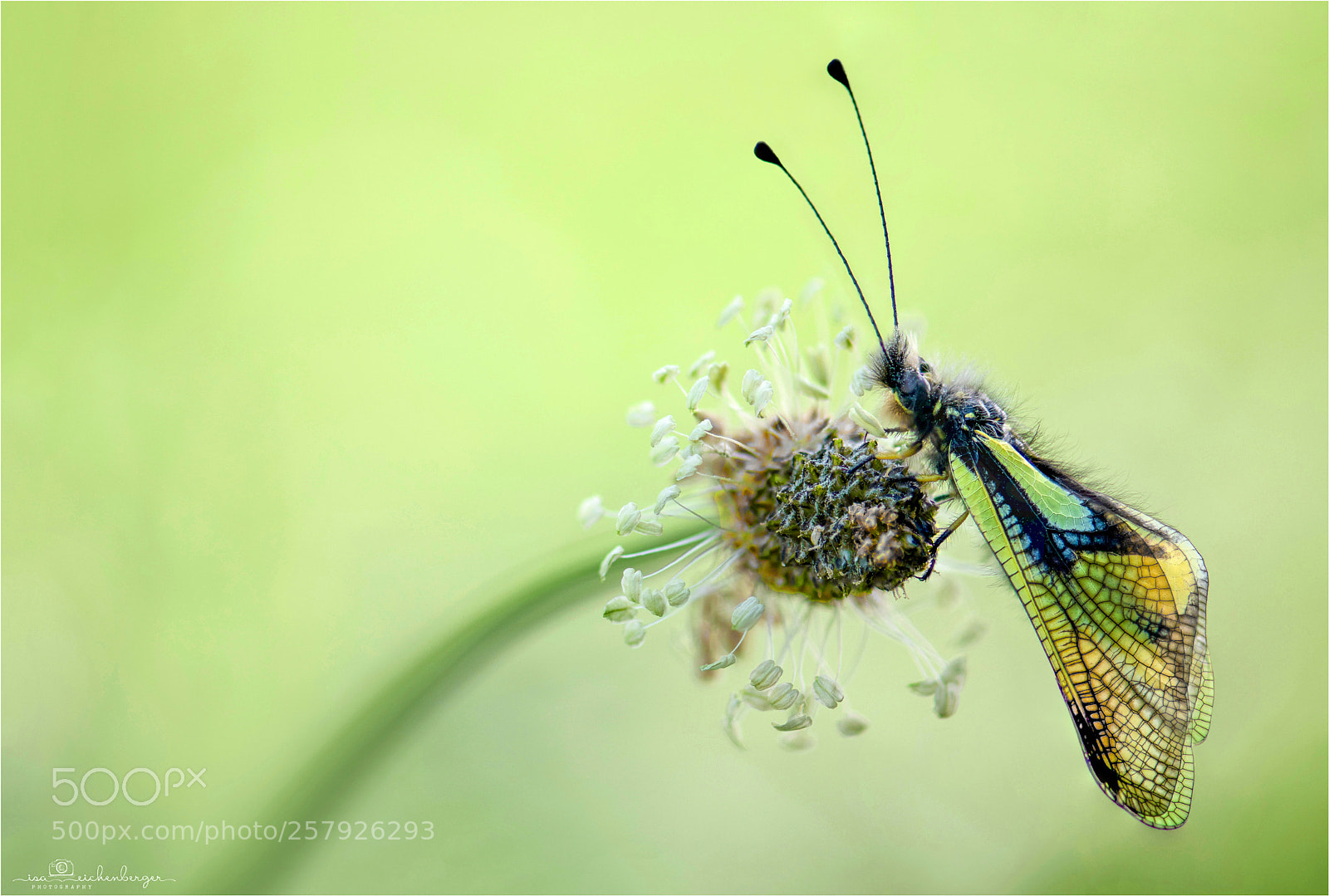 Nikon D850 sample photo. Libelloides coccajus photography