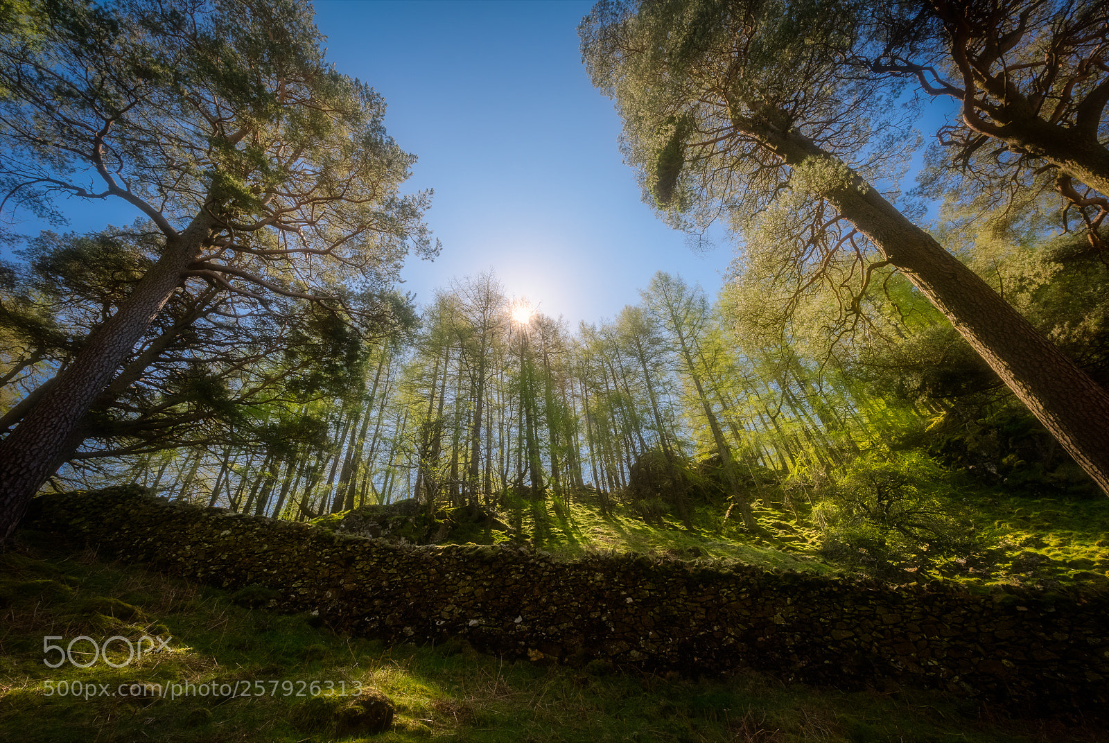 Nikon D810 sample photo. The gathering photography