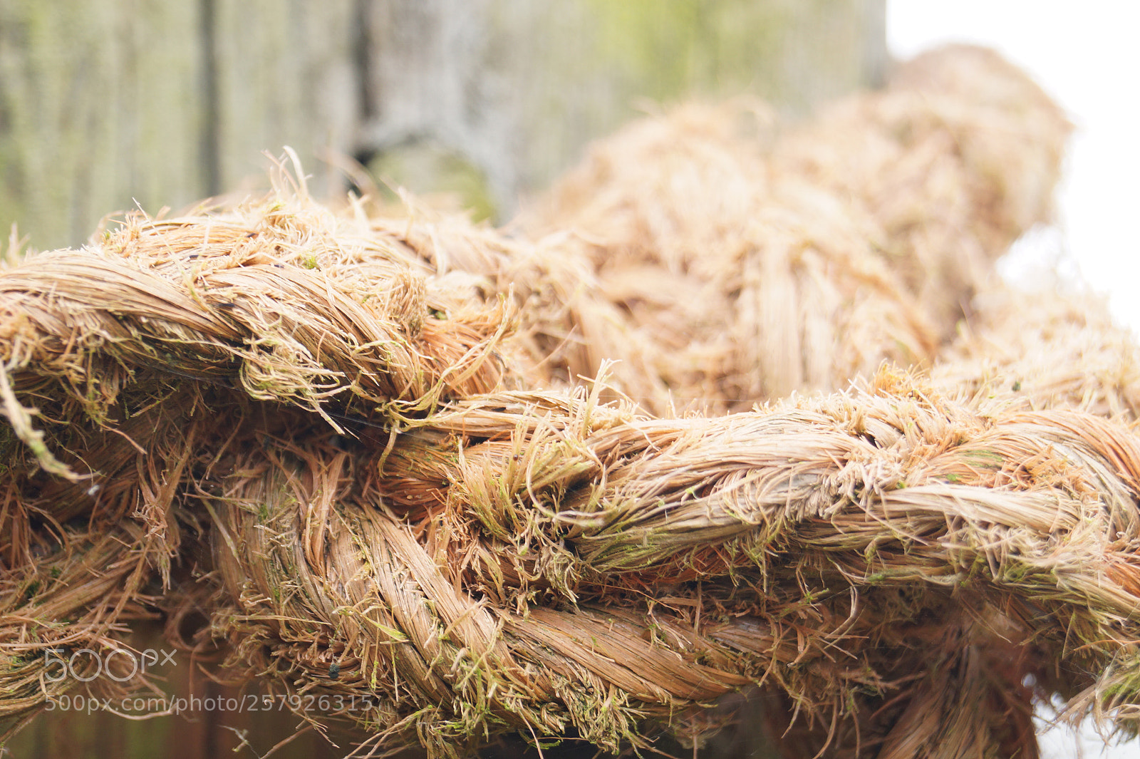 Sony SLT-A58 sample photo. Rope photography