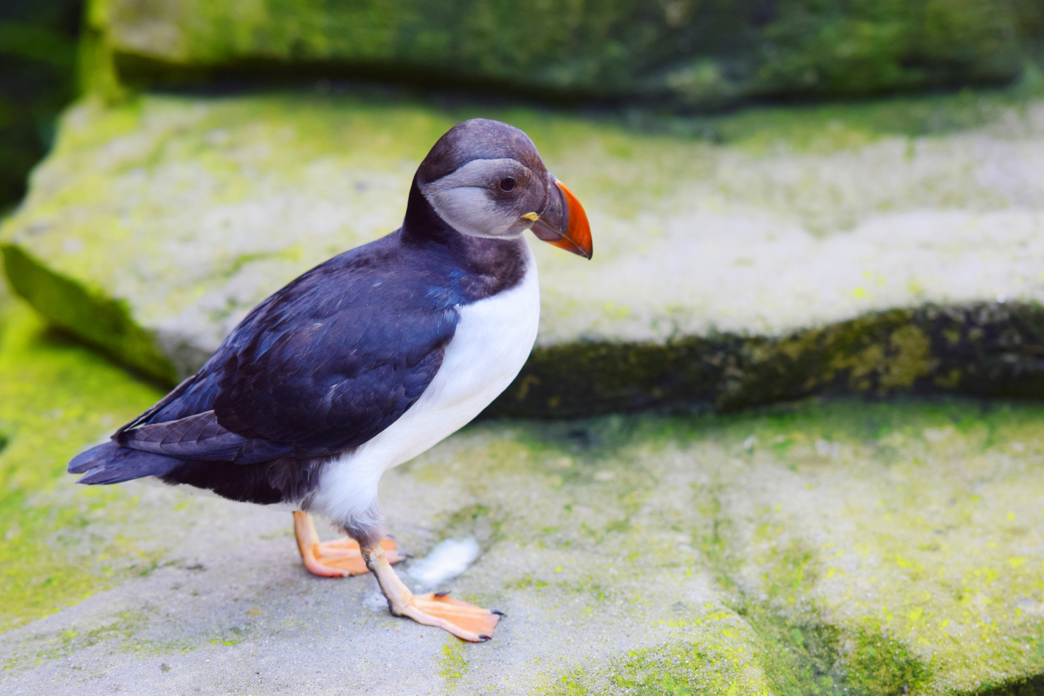 Nikon AF-S Nikkor 70-200mm F2.8G ED VR II sample photo. Little puffin photography