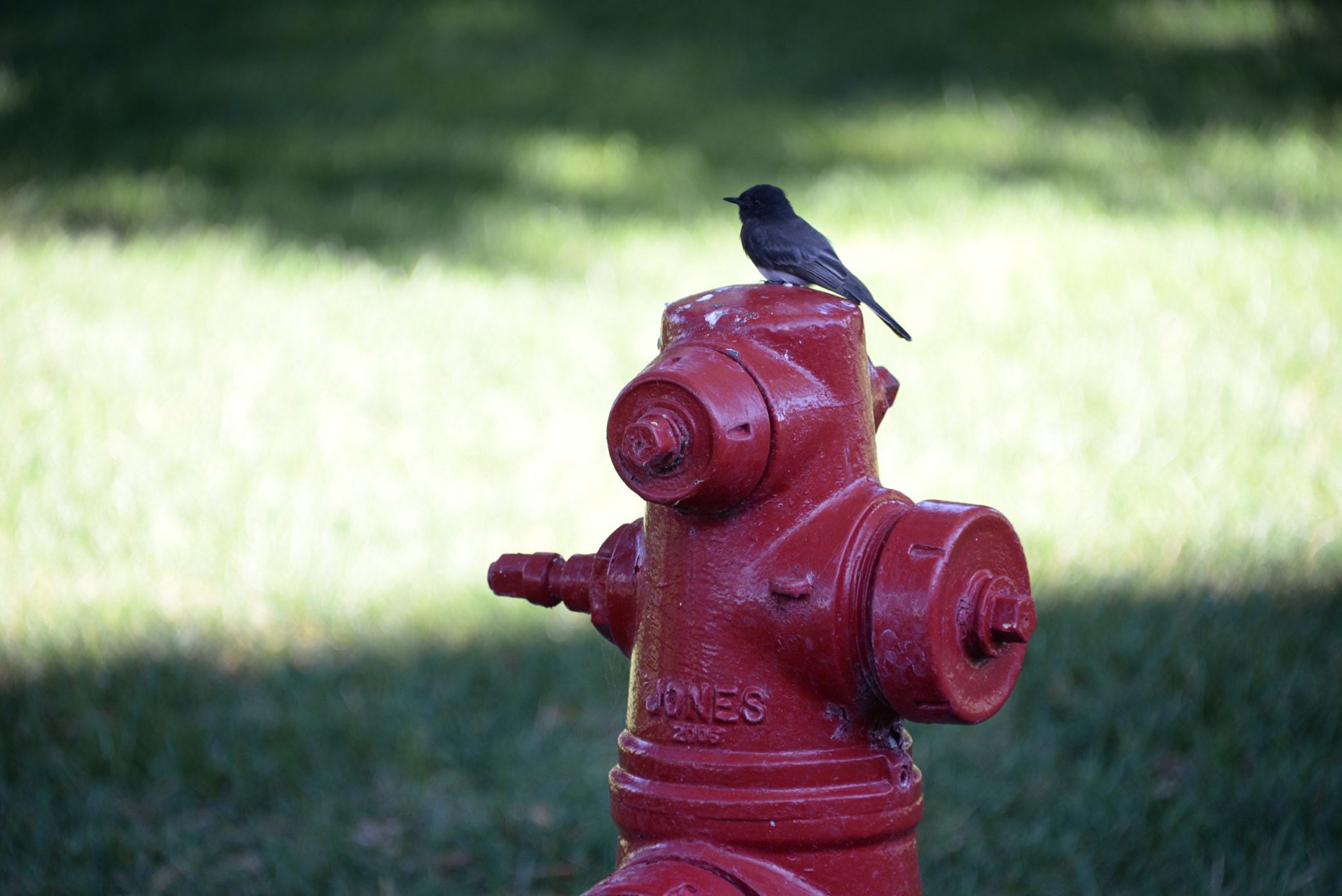 Nikon D610 sample photo. Bird on hydrant photography