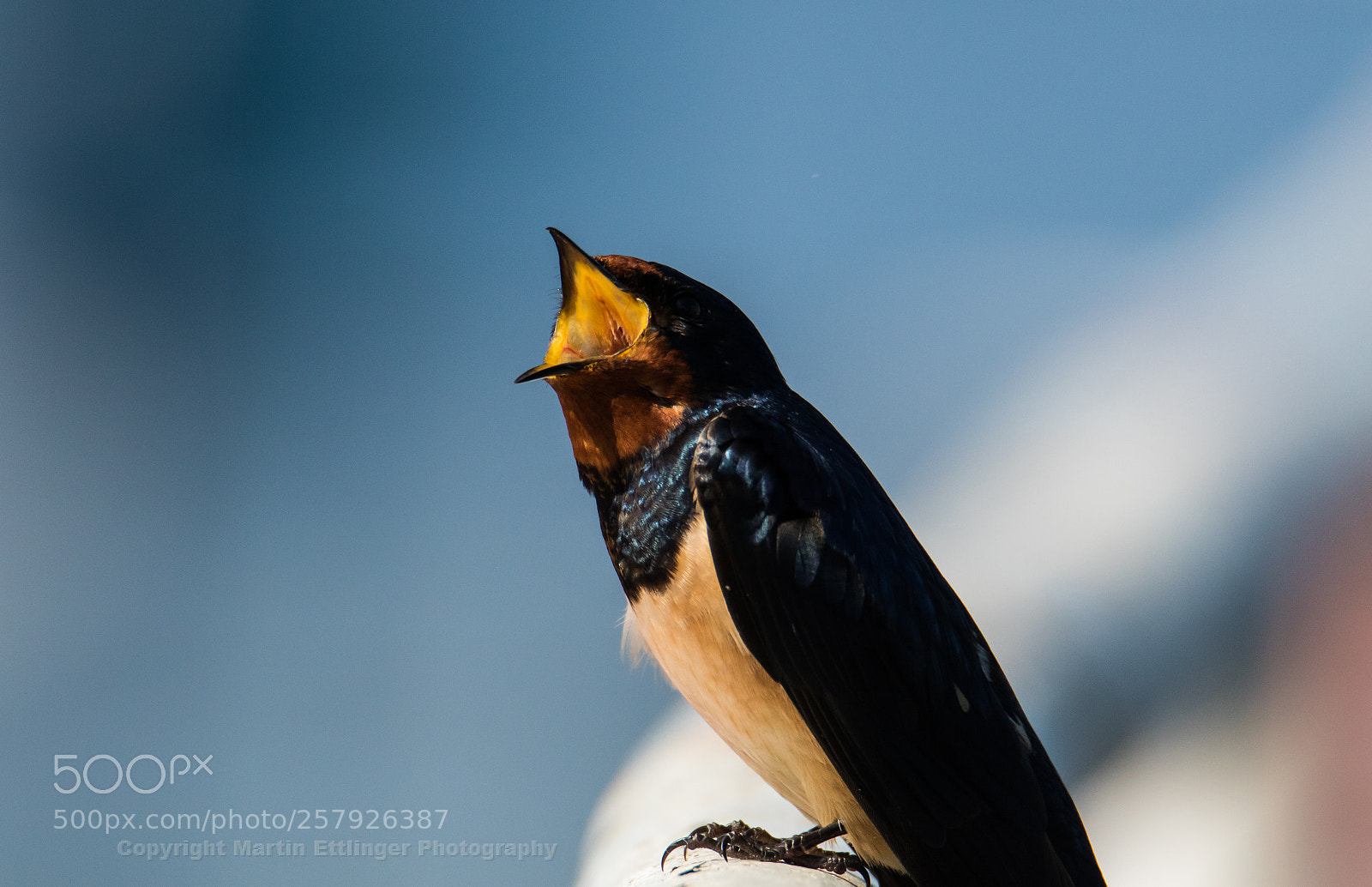 Canon EOS 7D Mark II sample photo. Barn swallow hirundo rustica photography
