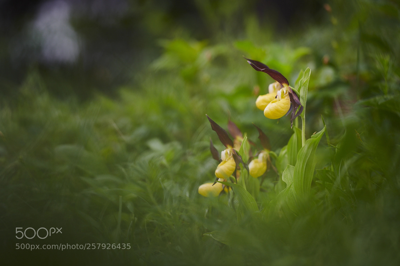 Nikon D850 sample photo. Cypripedium calceolus photography