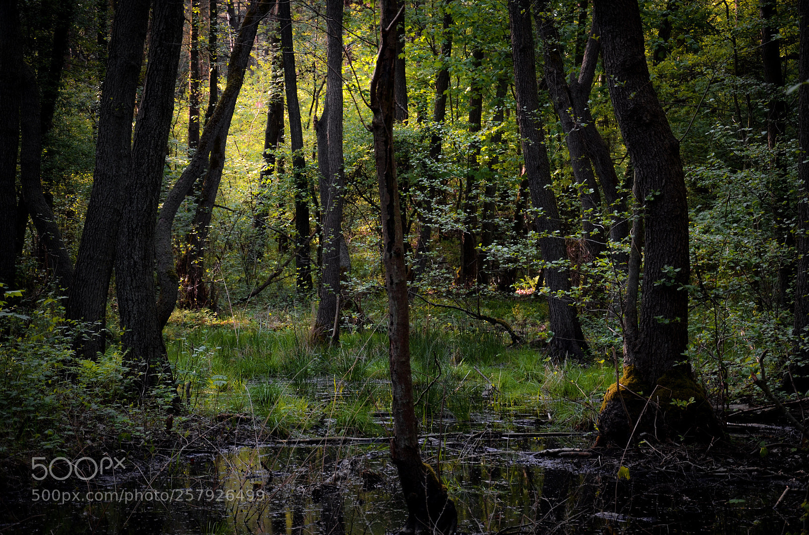 Nikon D7000 sample photo. Fairytale wood photography