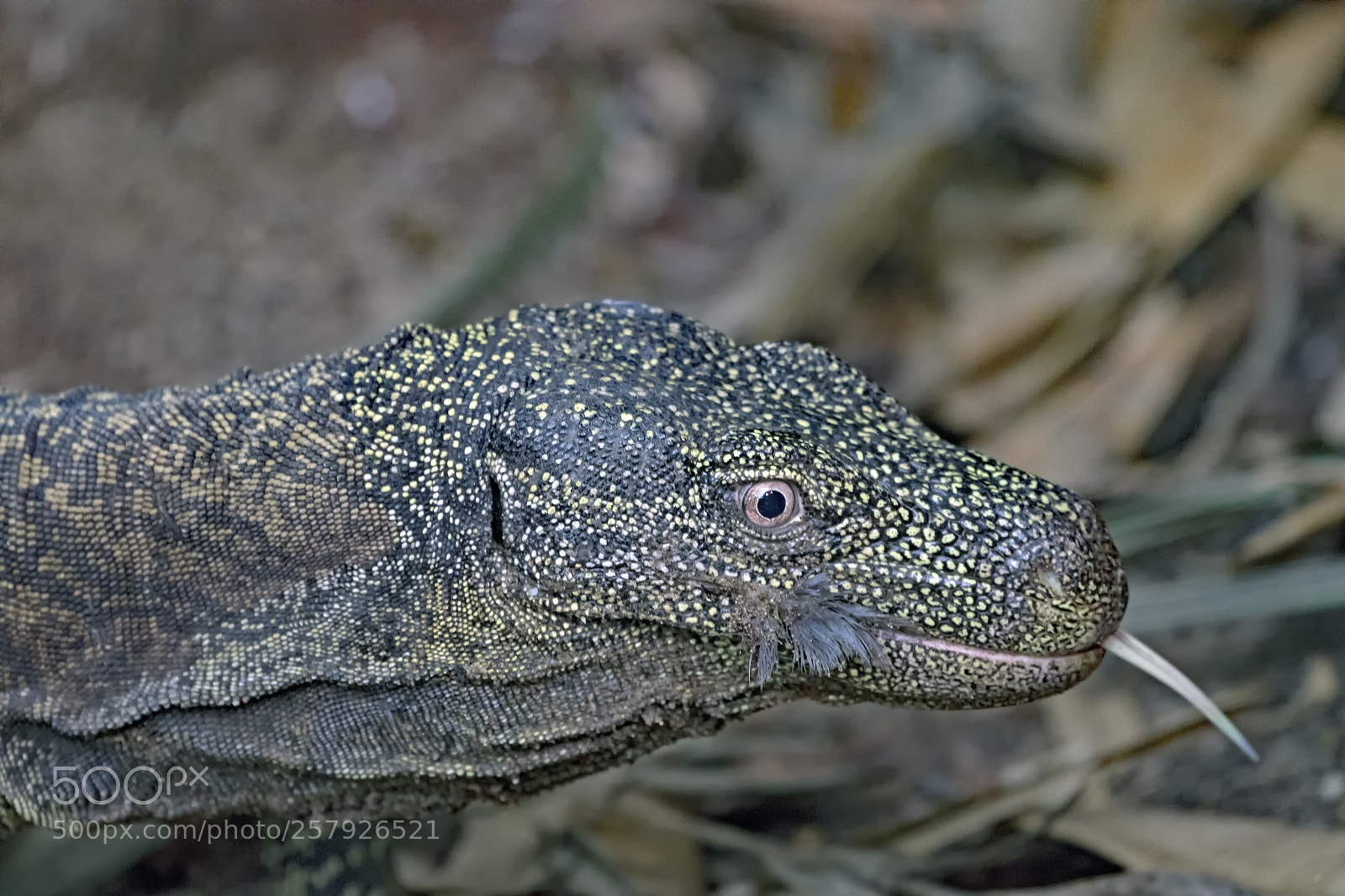 Canon EOS 7D Mark II sample photo. Crocodile monitor lizard photography
