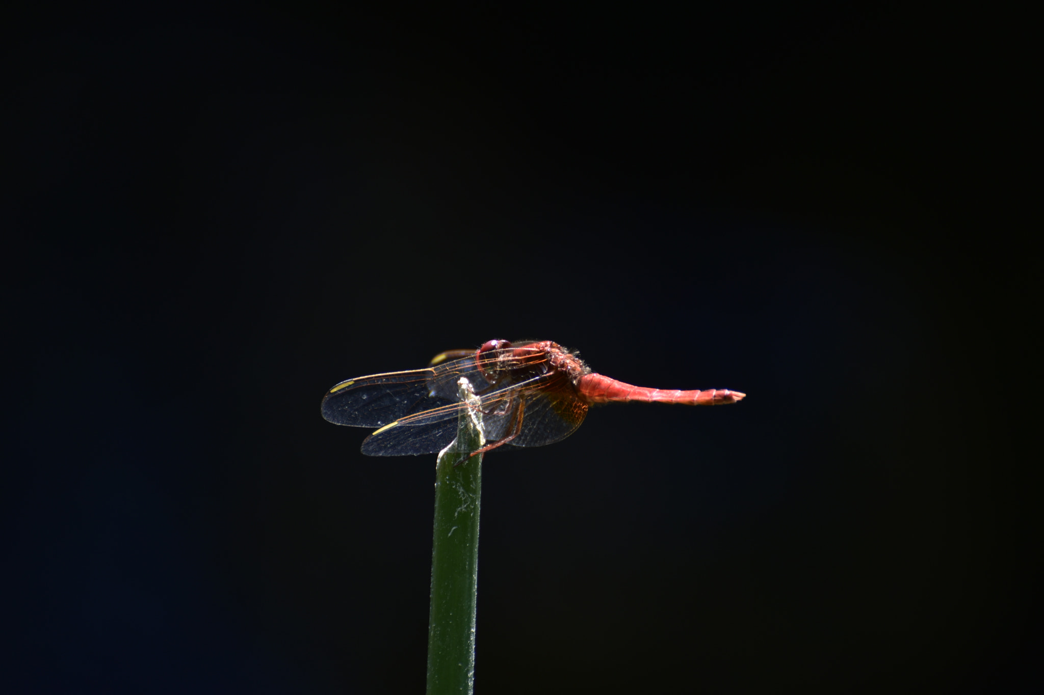 Nikon D3400 sample photo. Untitled photography