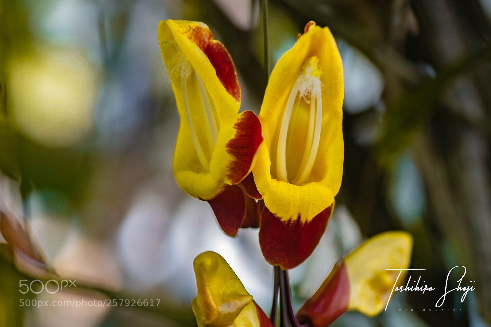 Sony SLT-A99V sample photo. Orchid 2018 (9) photography