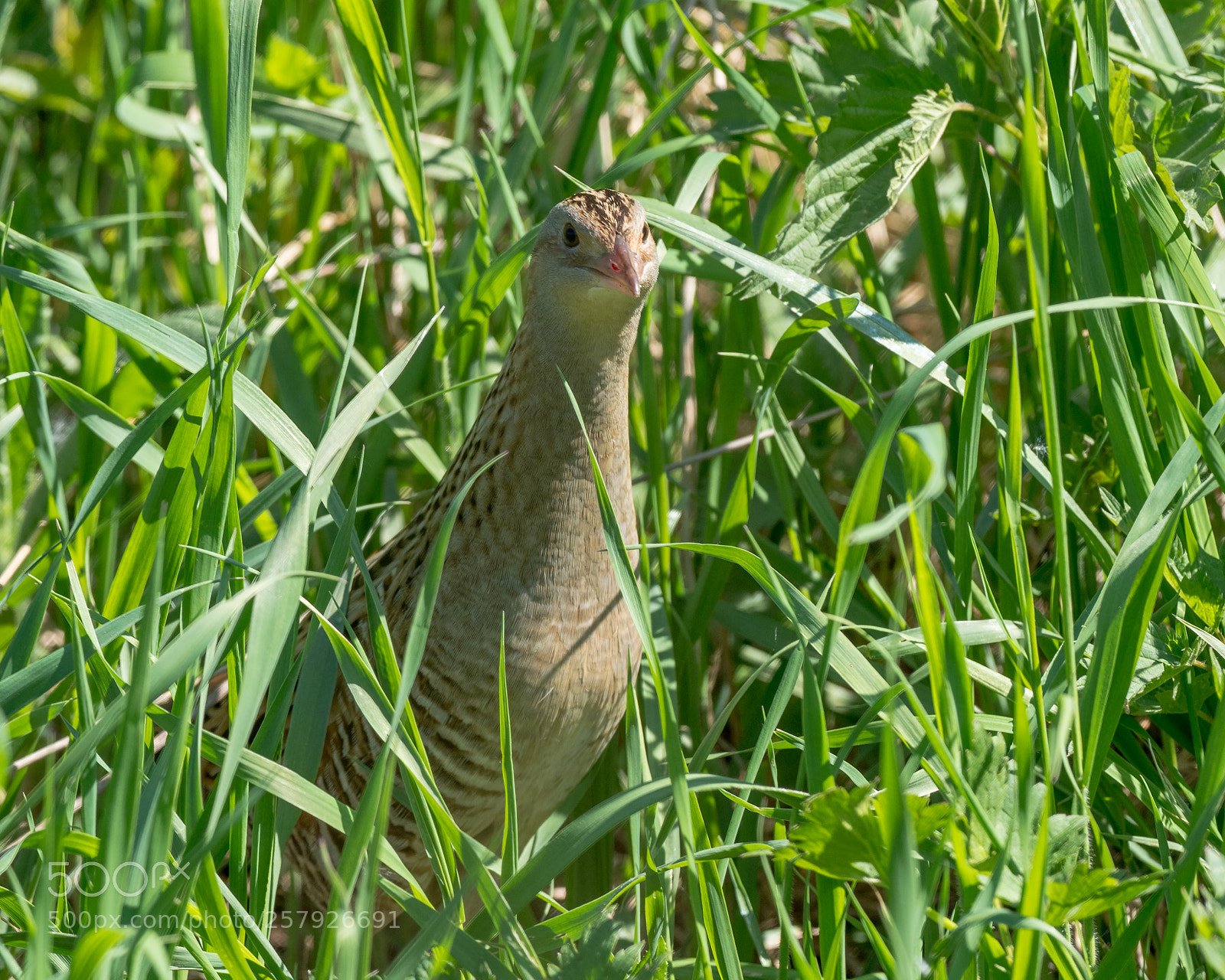 Olympus OM-D E-M1 Mark II sample photo. Corn crake photography