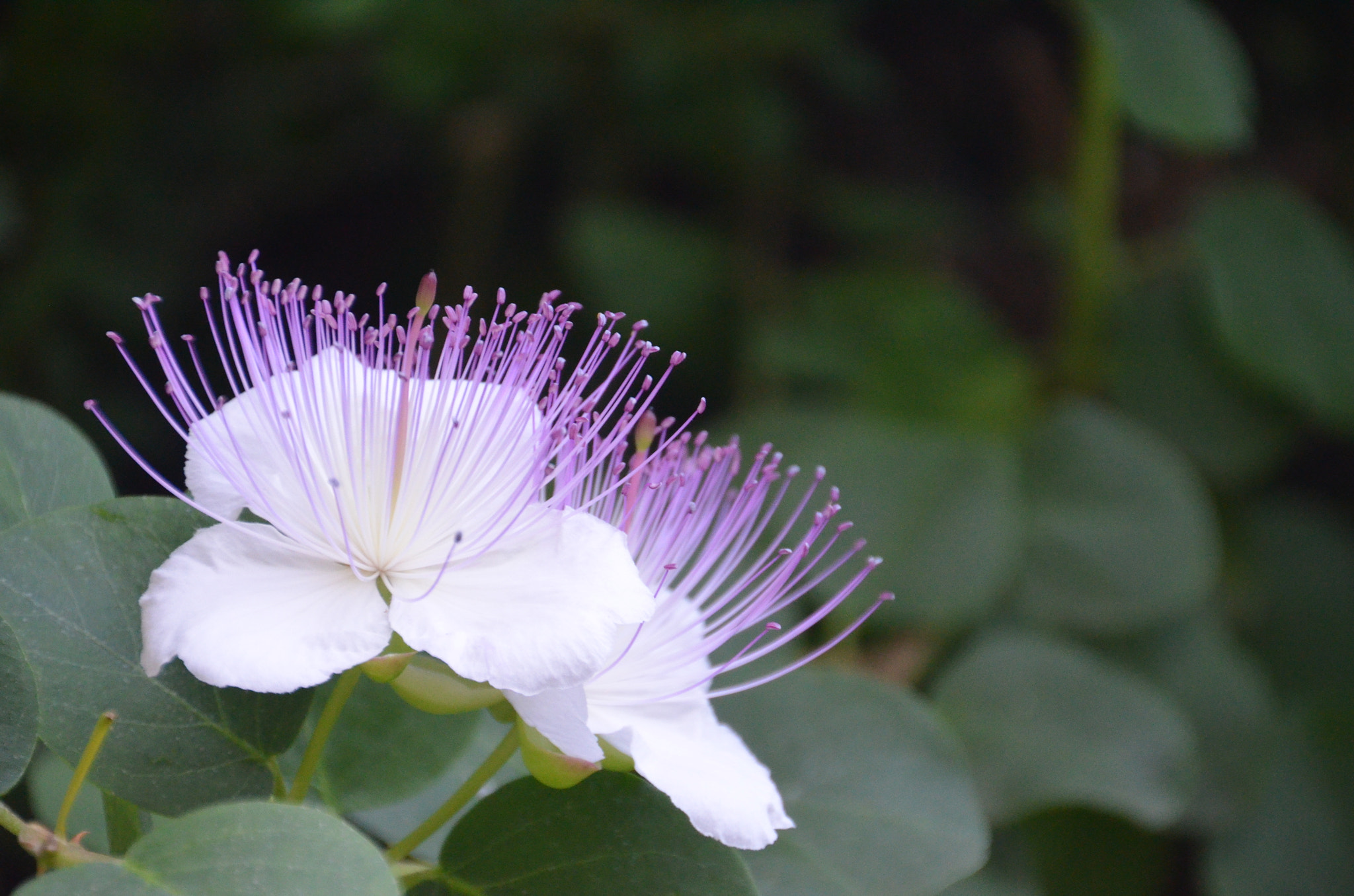 Nikon D5100 sample photo. Capparis spinosa photography