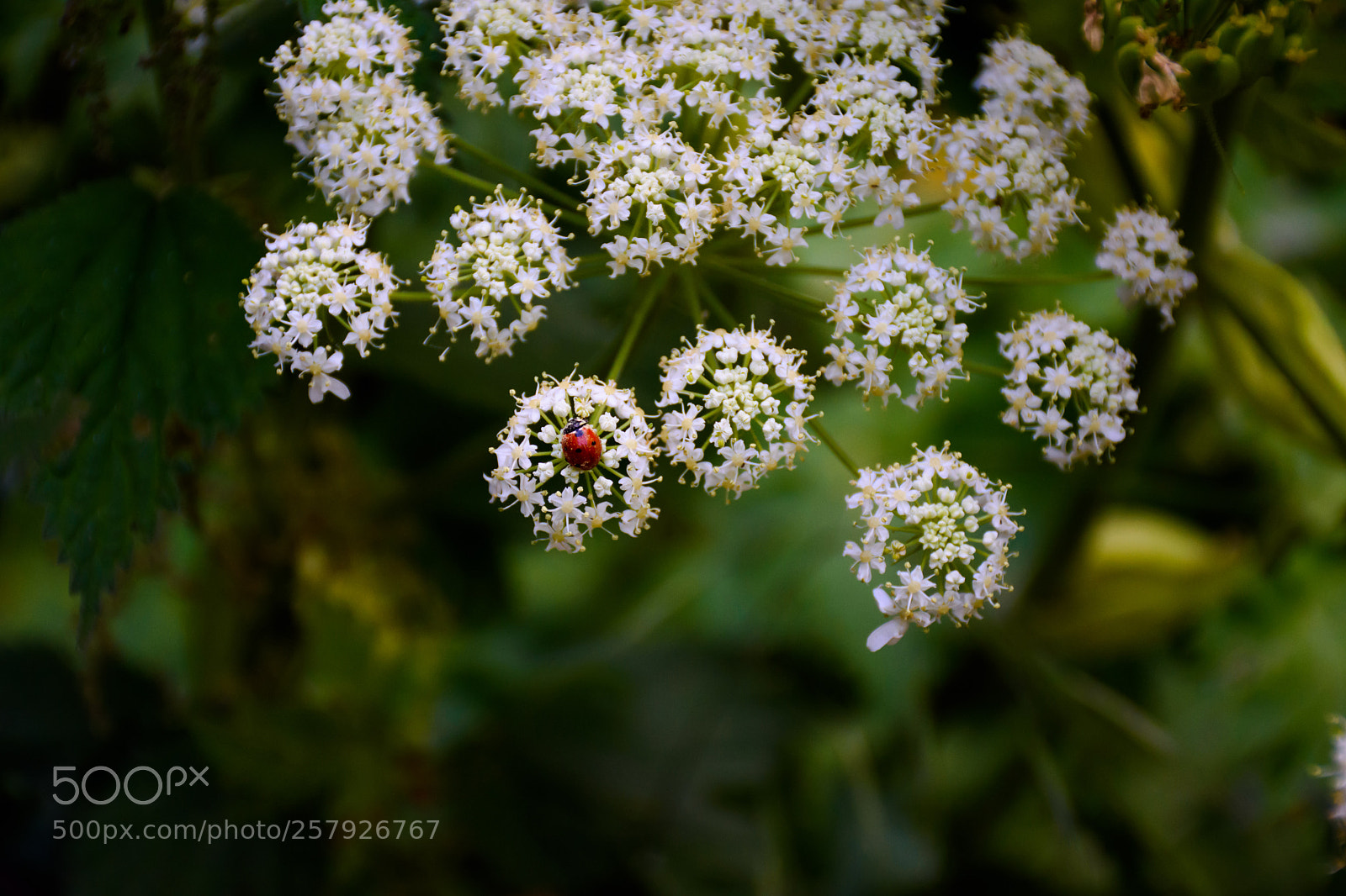 Nikon D7200 sample photo. Ladybug dance photography