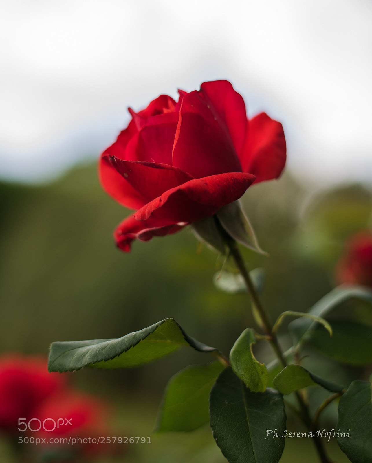 Nikon D750 sample photo. Untitled photography