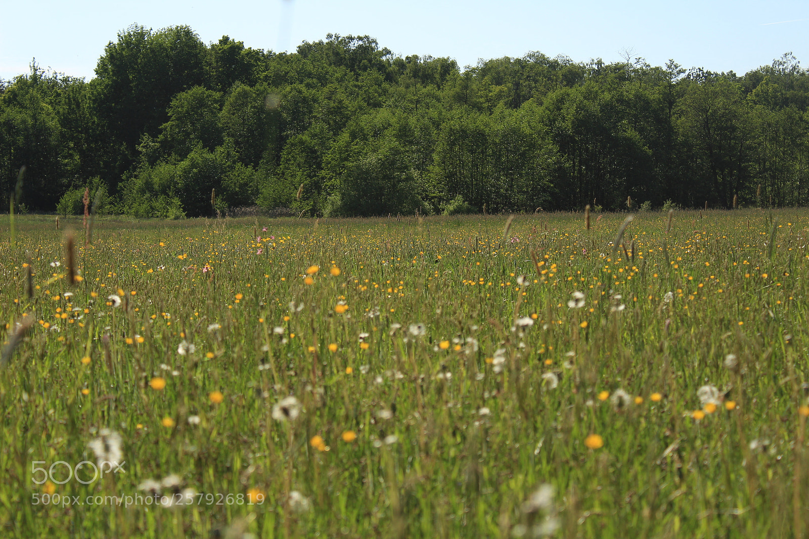 Canon EOS 1300D (EOS Rebel T6 / EOS Kiss X80) sample photo. Meadow photography