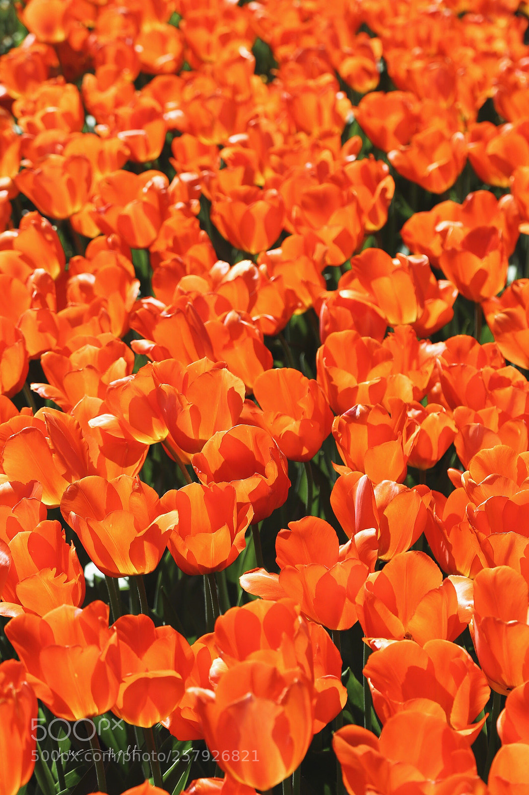 Canon EOS 6D sample photo. Tulips  photography
