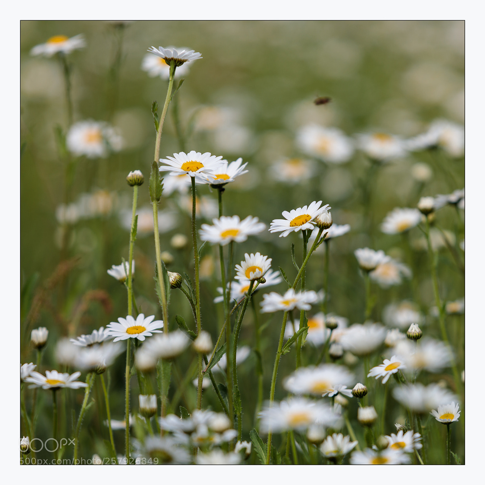 Canon EOS 5D Mark IV sample photo. _daisy photography