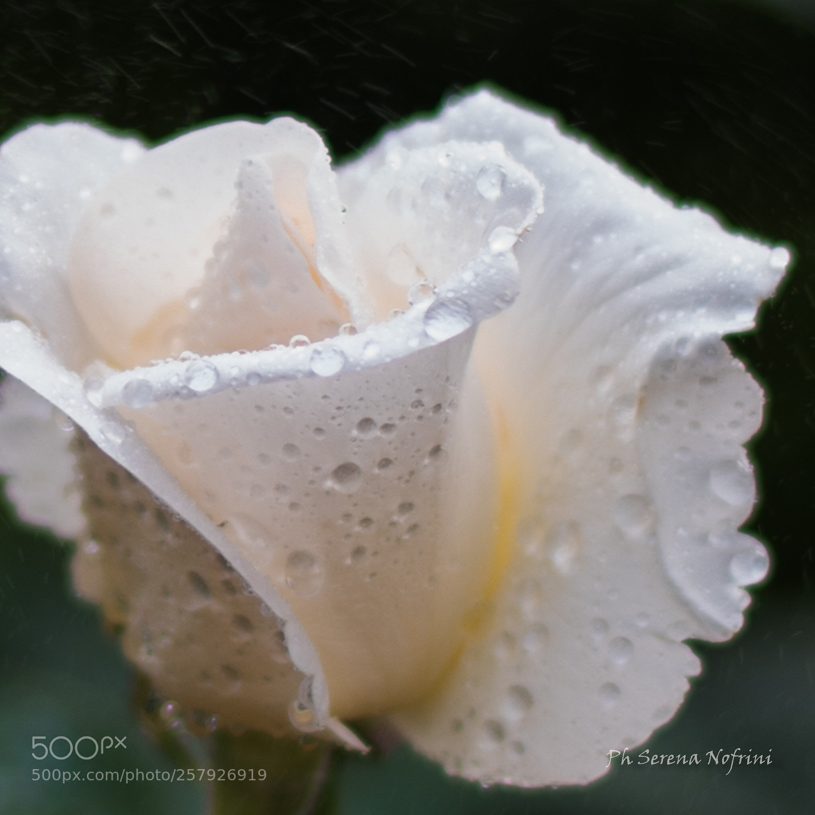 Nikon D750 sample photo. Untitled photography