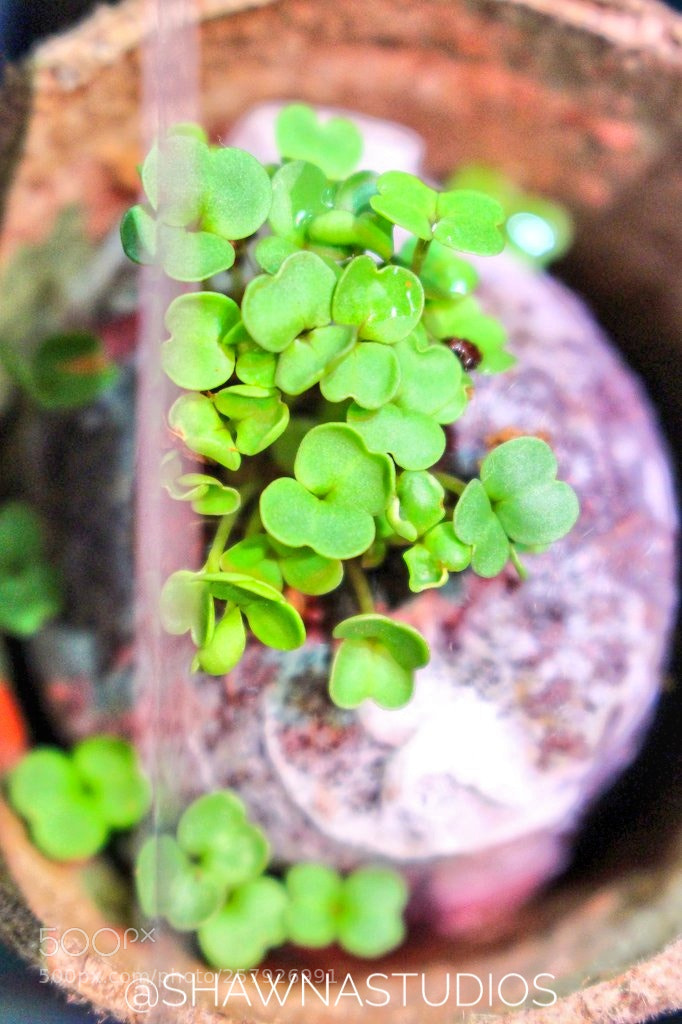 Canon EOS 100D (EOS Rebel SL1 / EOS Kiss X7) sample photo. Arugula_sprouts photography