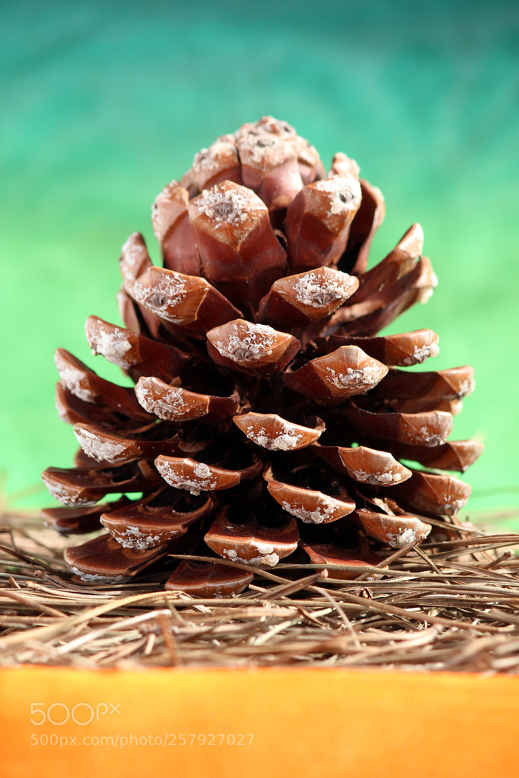 Canon EOS 600D (Rebel EOS T3i / EOS Kiss X5) sample photo. Pineapple head photography