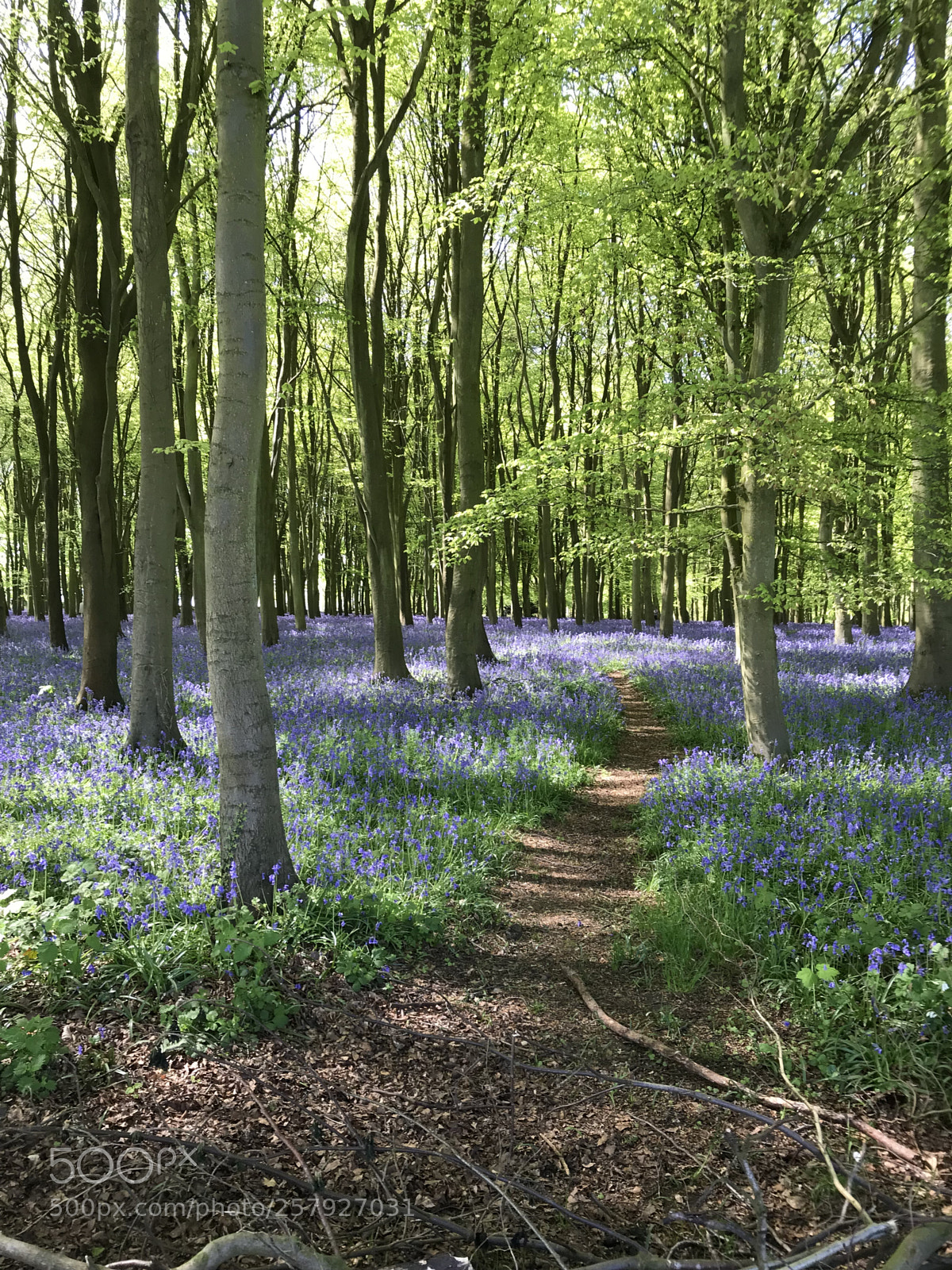 Apple iPhone 7 sample photo. Bluebells photography
