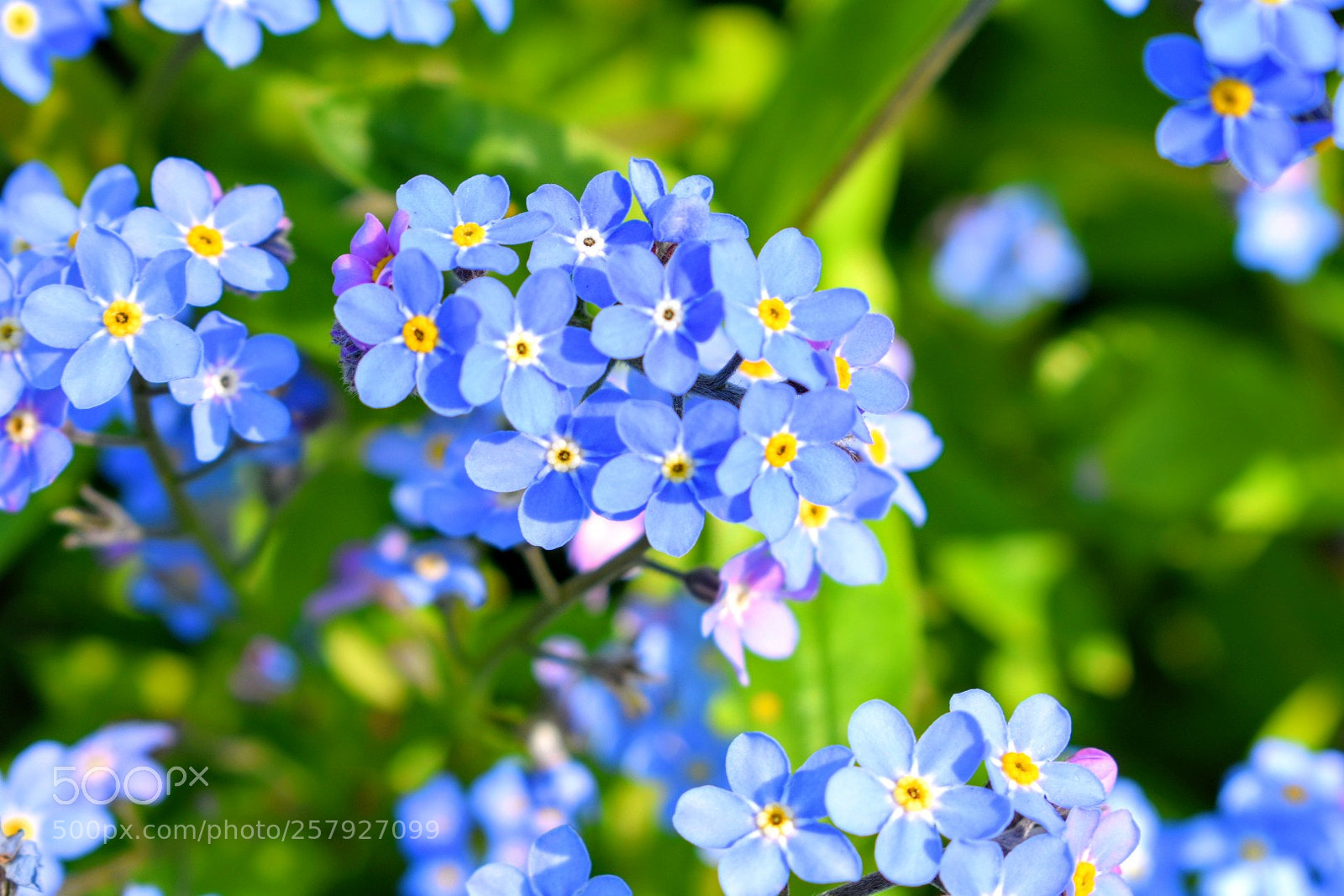 Nikon D3400 sample photo. Pretty flowers photography