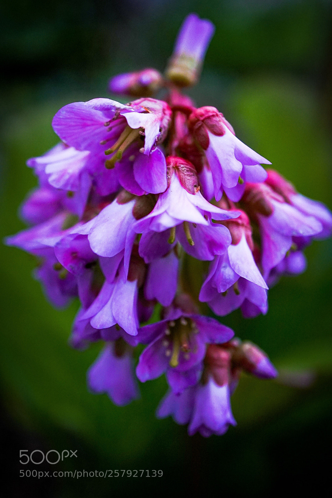 Sony a7 II sample photo. In the garden 2 photography