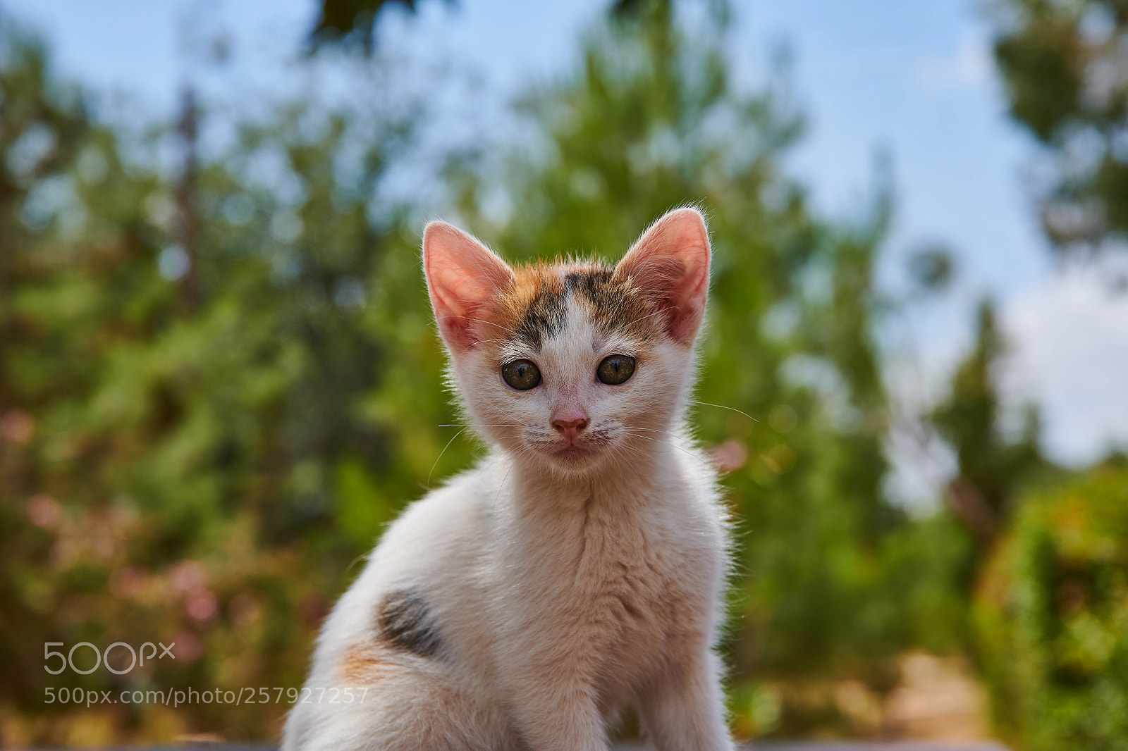 Nikon D850 sample photo. Curious stray kitten photography