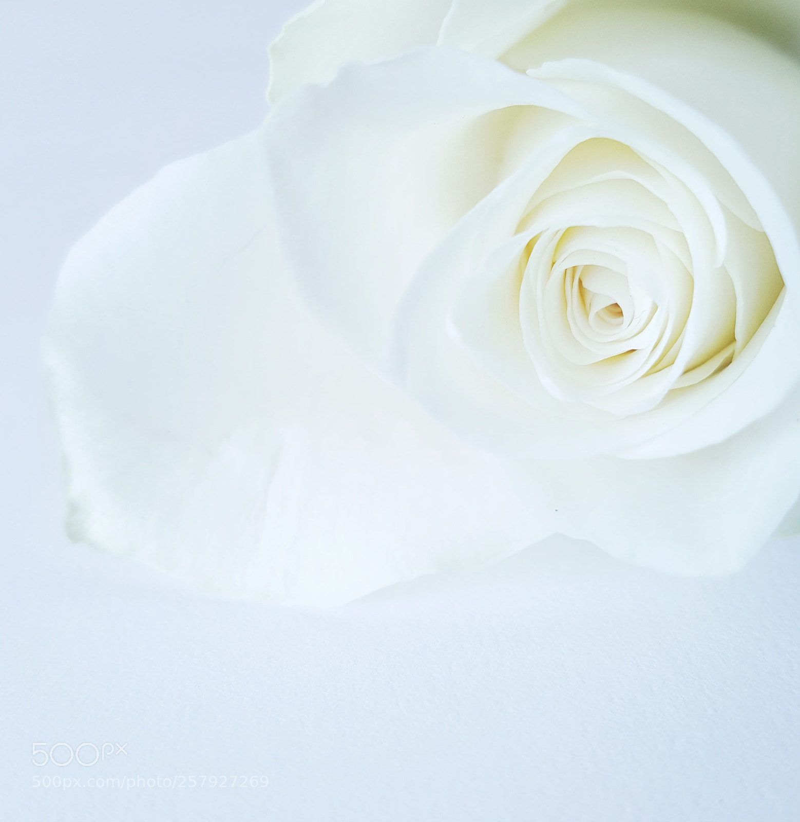 Samsung Galaxy S6 sample photo. • white rose • photography