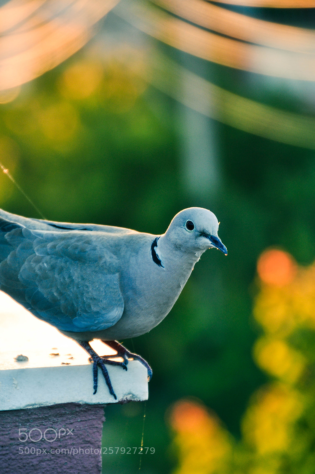 Nikon D90 sample photo. Bird photography