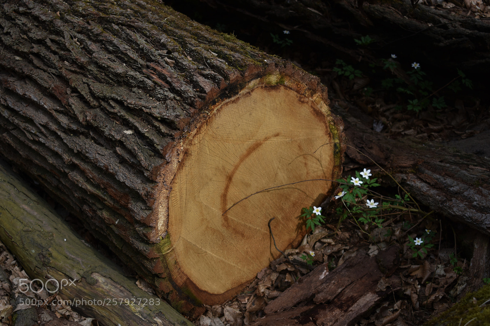 Nikon D3400 sample photo. Life photography