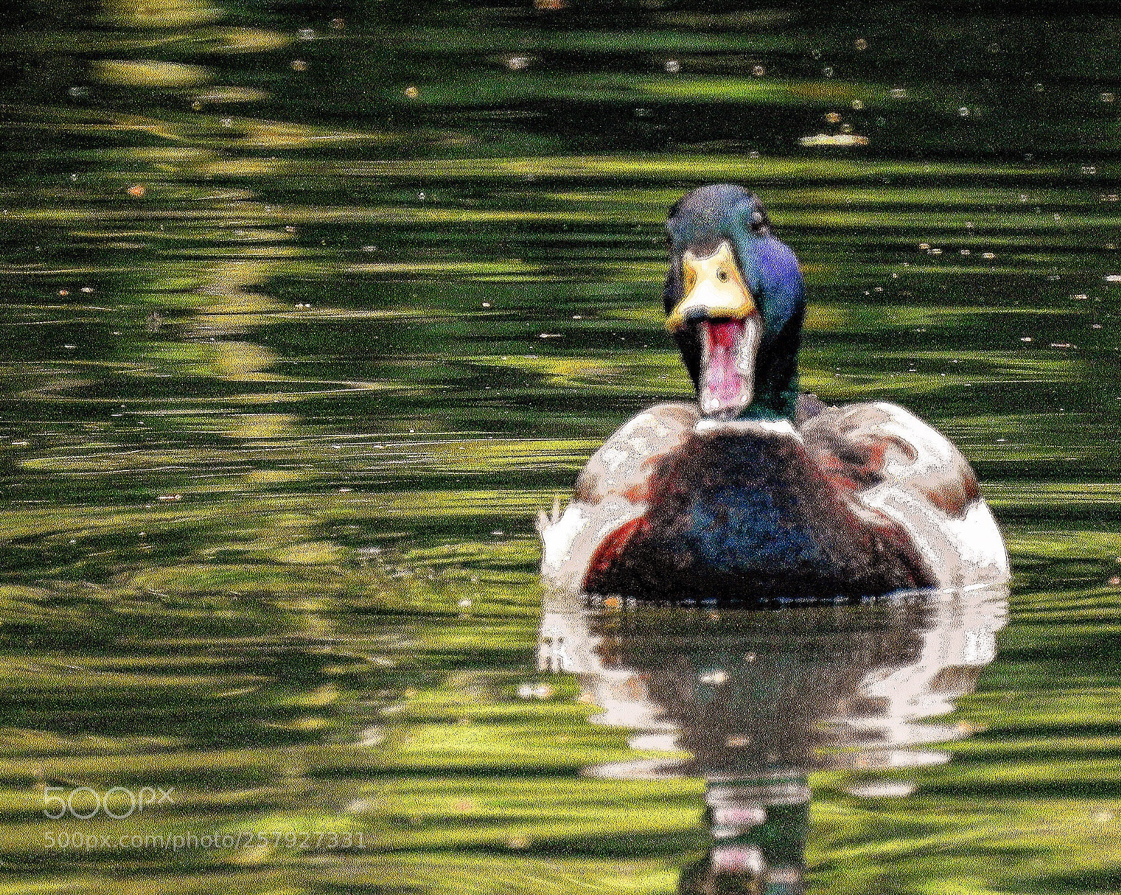 Nikon Coolpix P900 sample photo. Mr mallard duck  photography
