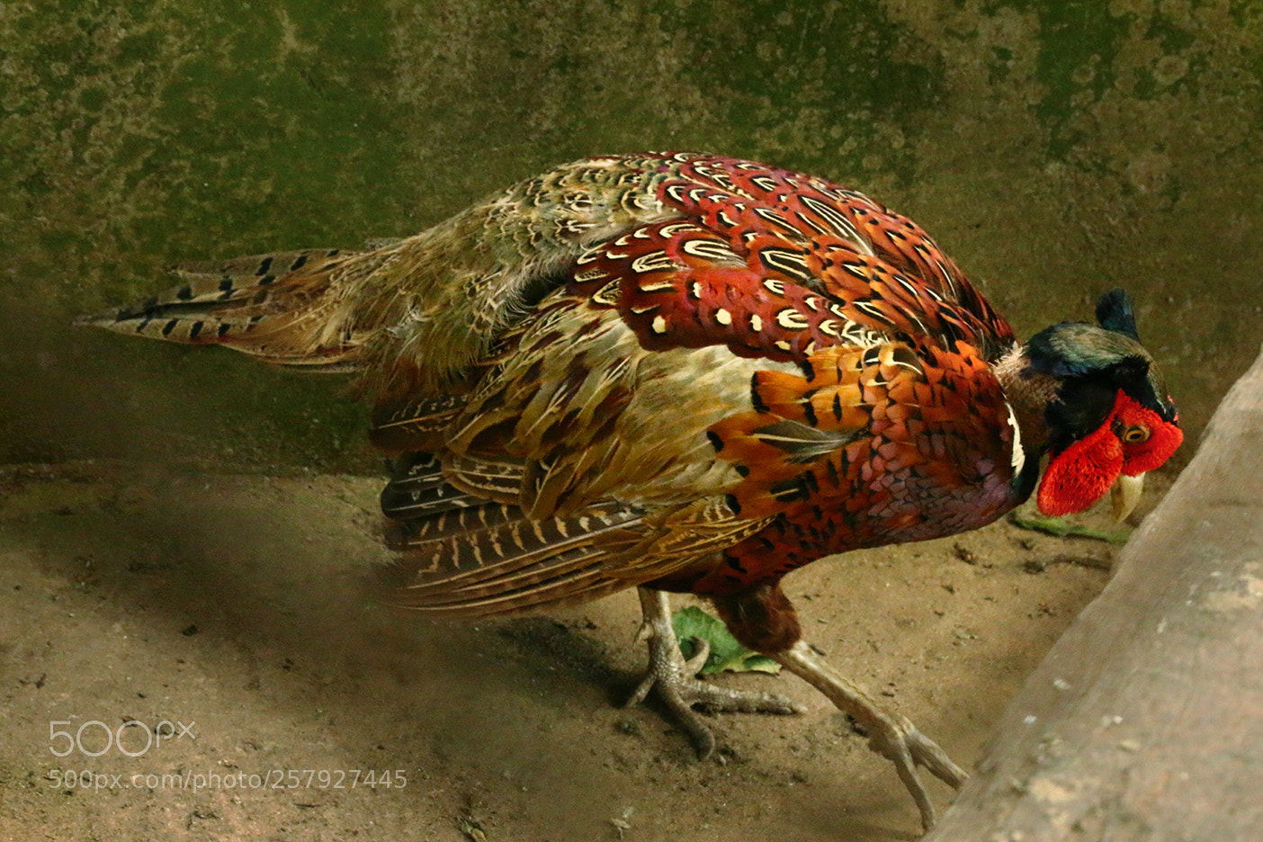 Canon EOS 70D sample photo. Finding food in the photography