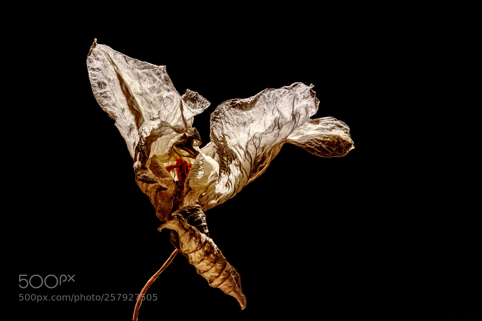 Nikon D5500 sample photo. Orchid photography