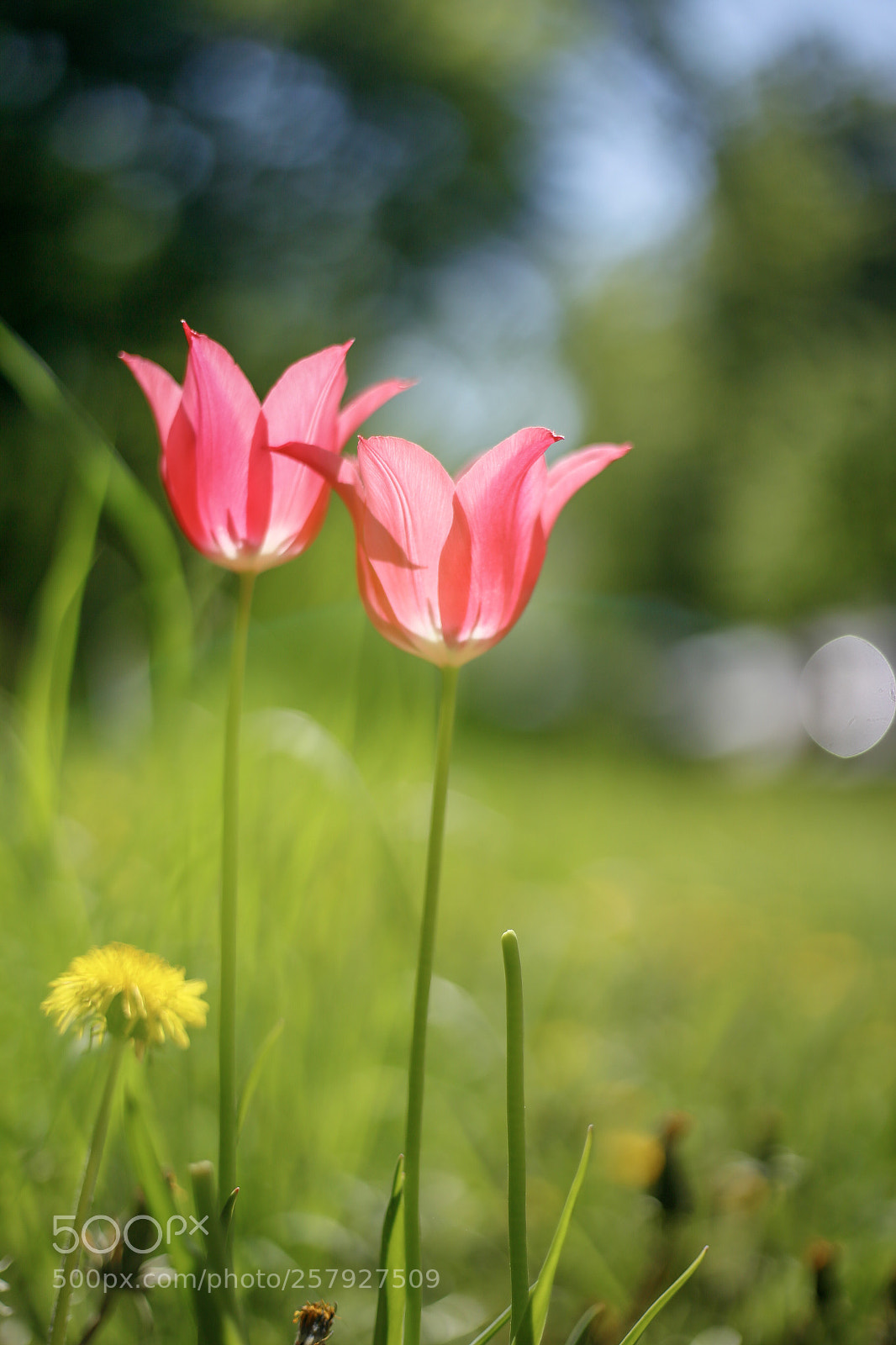 Canon EOS 6D sample photo. Untitled photography