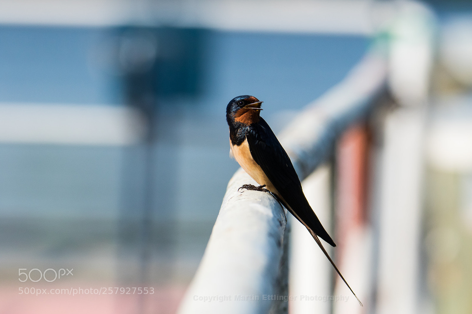Canon EOS 7D Mark II sample photo. Barn swallow (hirundo rustica)13052018 photography
