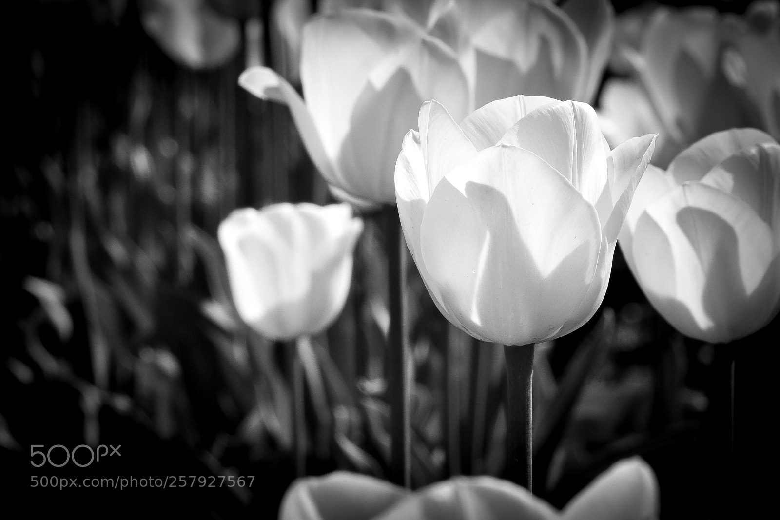 Nikon D5200 sample photo. Early bloom photography