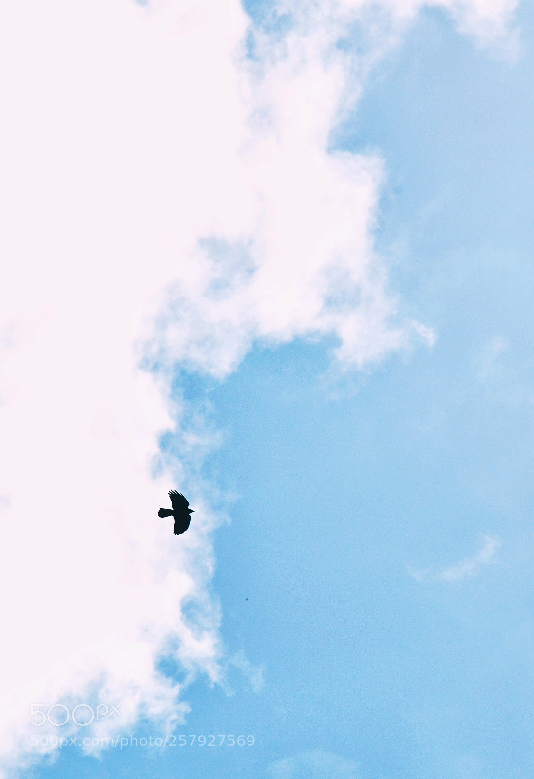 Nikon D7000 sample photo. Free photography