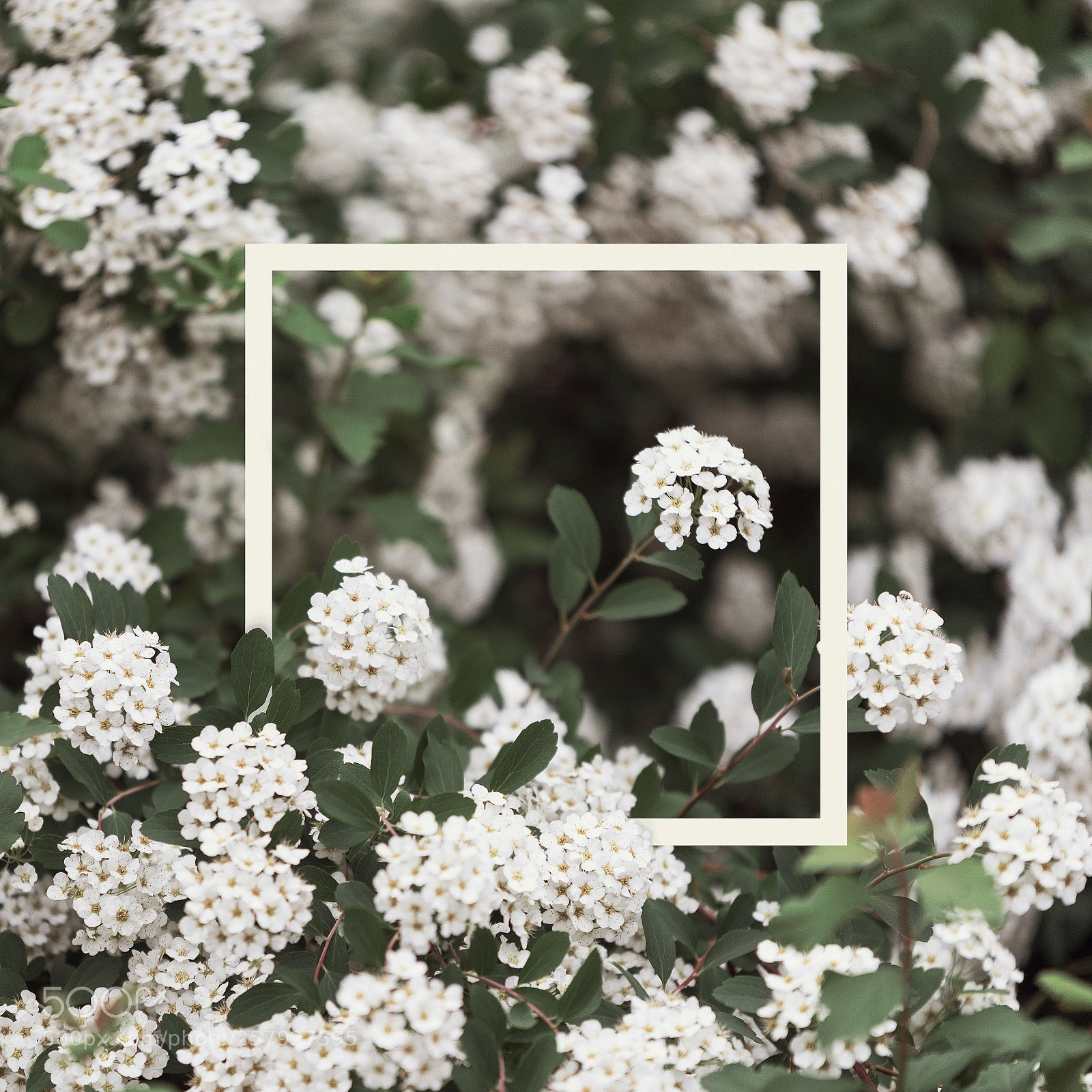 Nikon D800 sample photo. Small flowers blossom in photography
