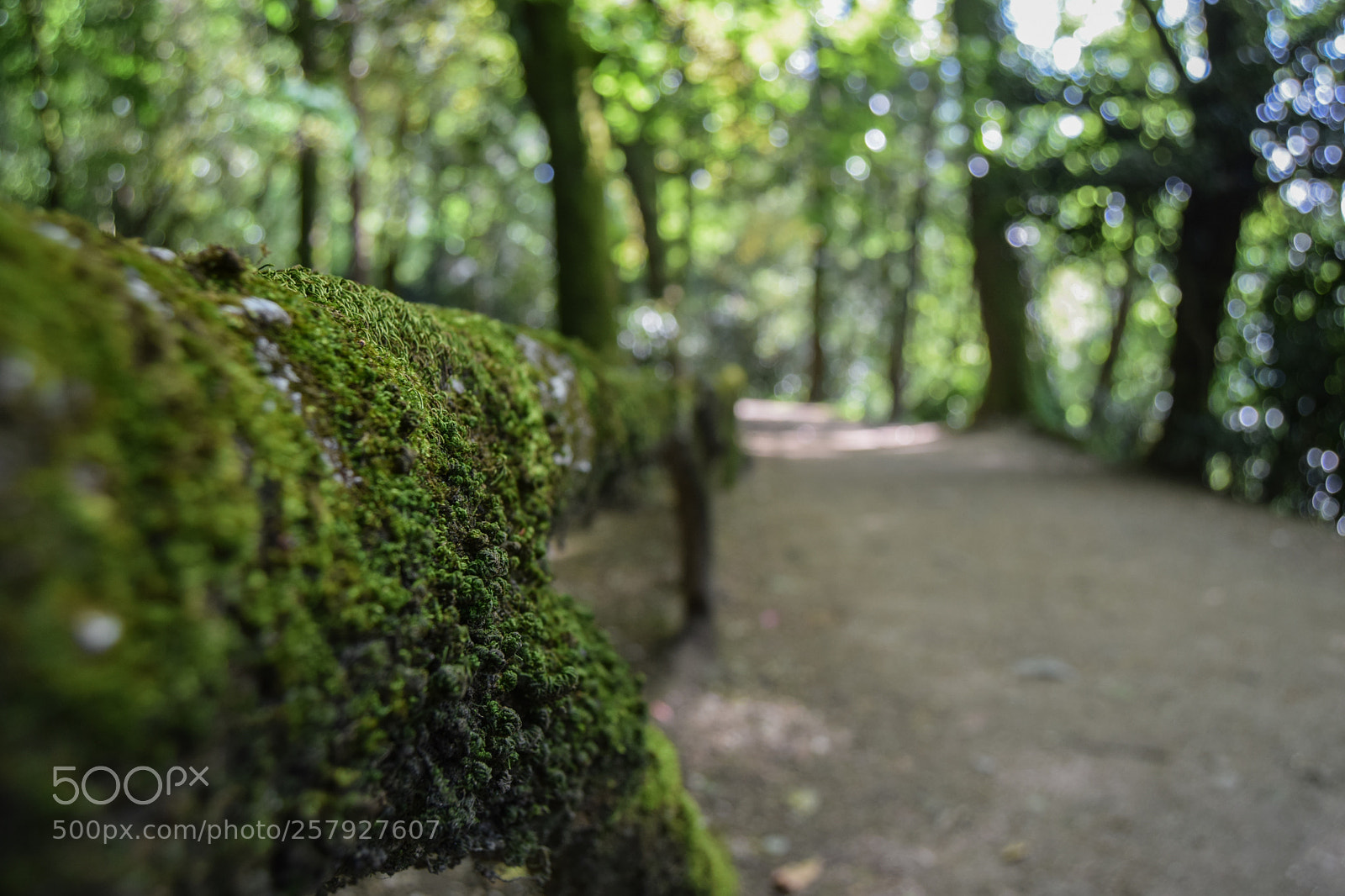 Nikon D3300 sample photo. Focus photography