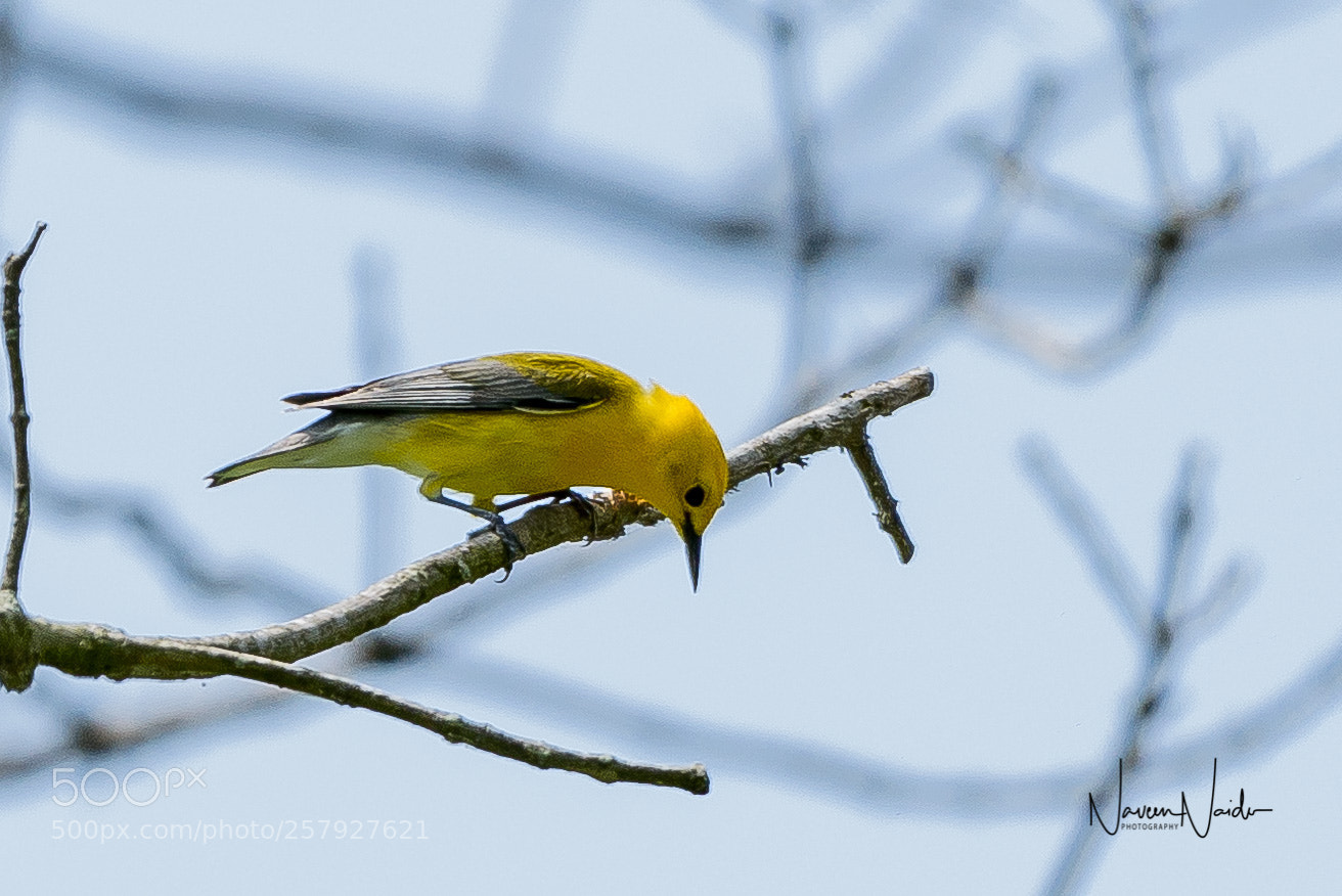 Nikon D800 sample photo. Prothonotary photography