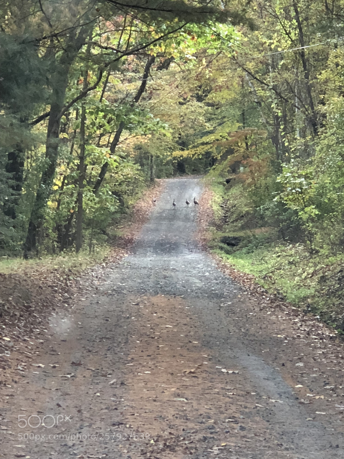 Apple iPhone 8 Plus sample photo. Old country lane photography