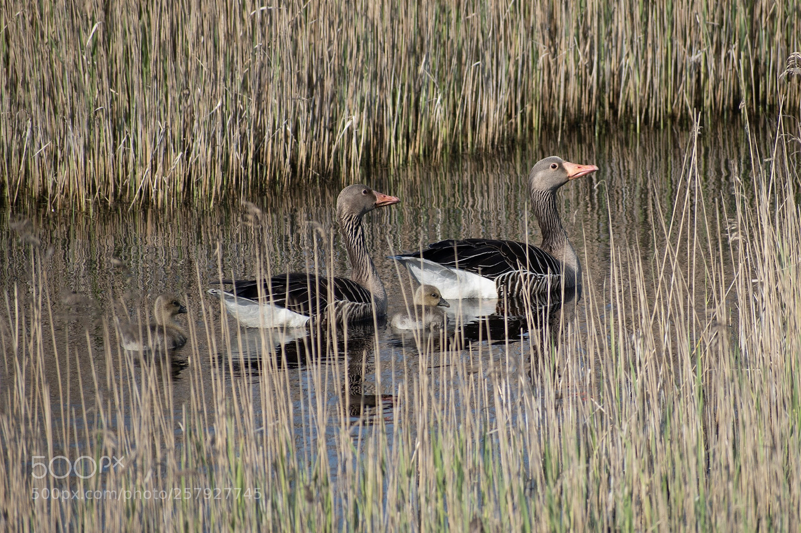 Nikon D5600 sample photo. Familie graugans photography