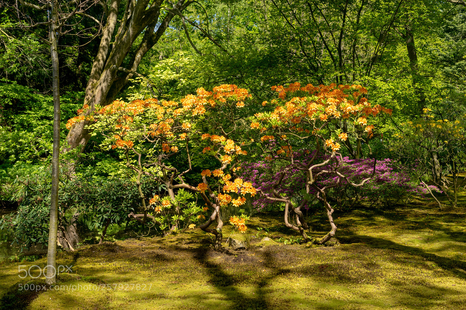 Sony a7 II sample photo. Fall colours in spring photography