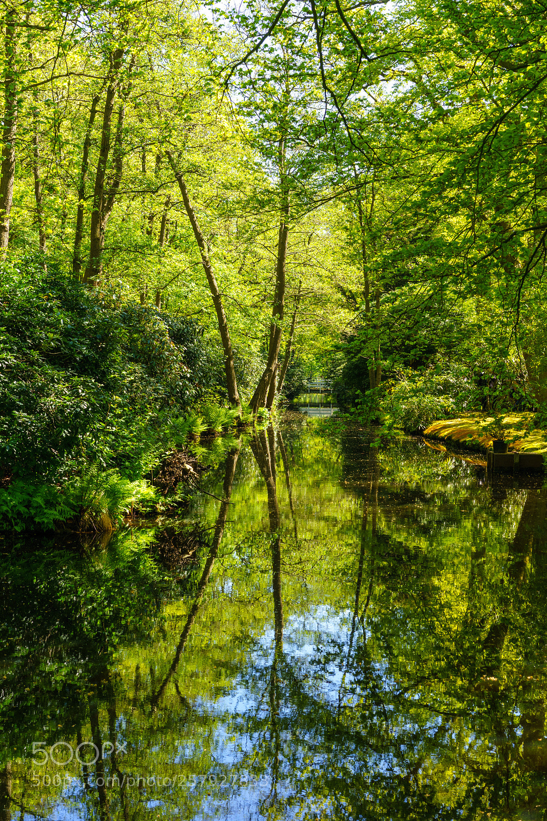 Sony a7 II sample photo. Lush green photography