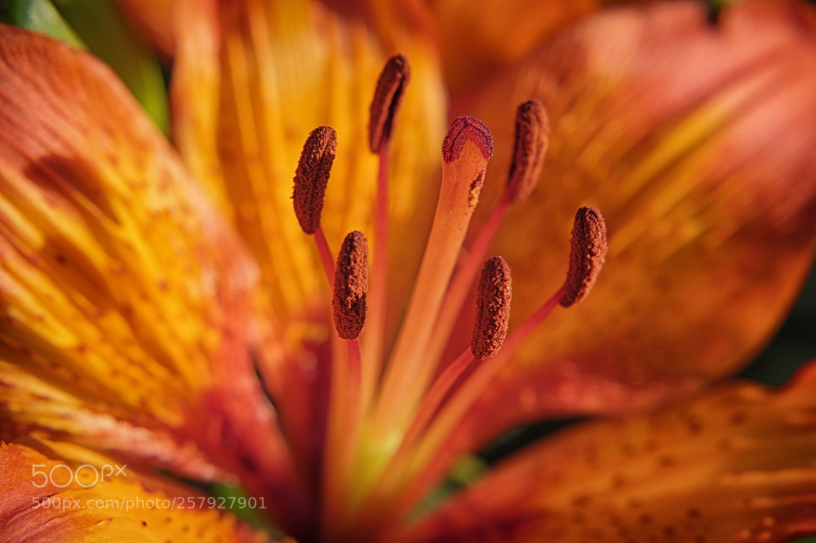 Fujifilm X-T10 sample photo. Lilium photography