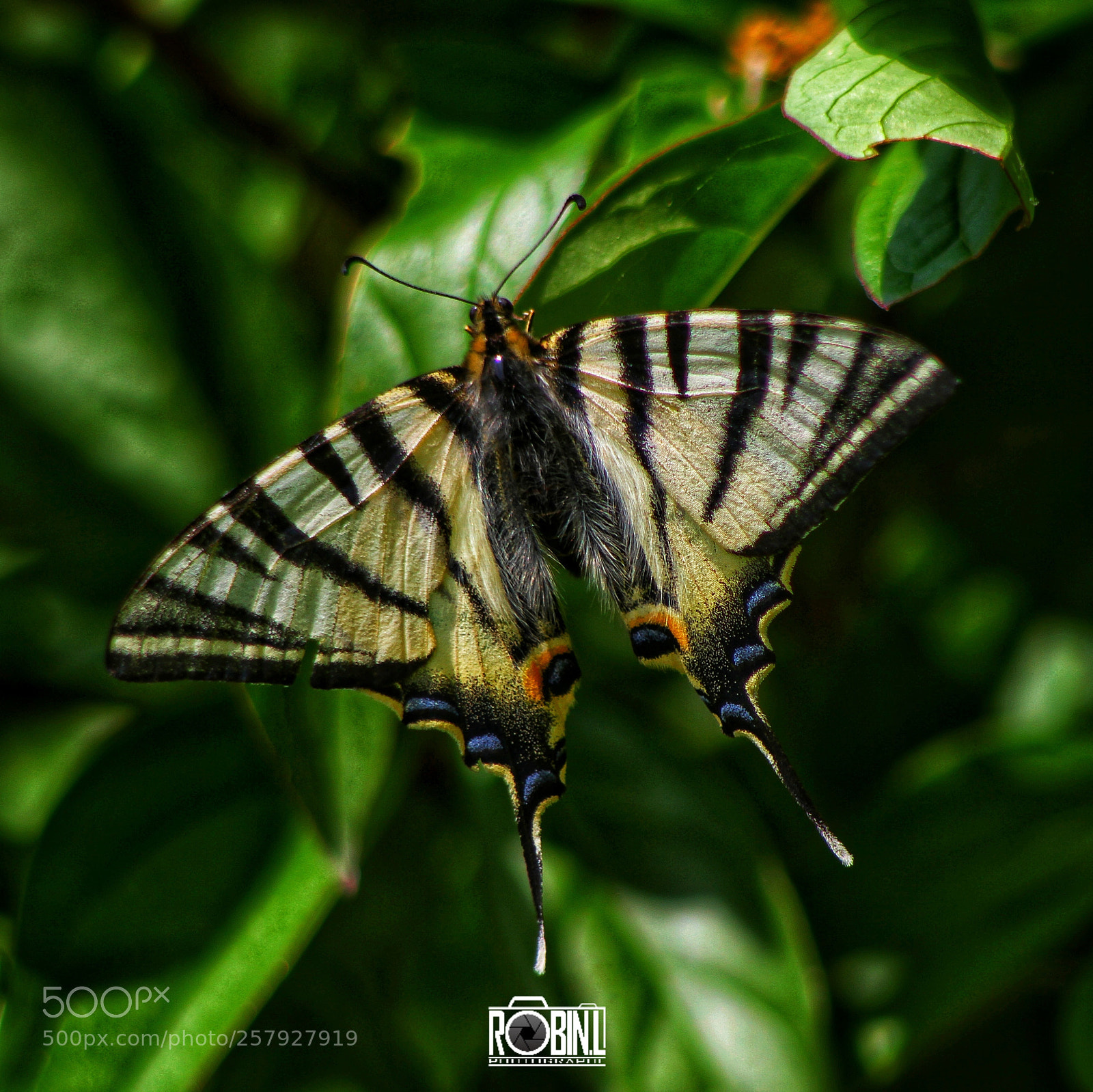 Canon EOS 7D sample photo. Butterfly photography
