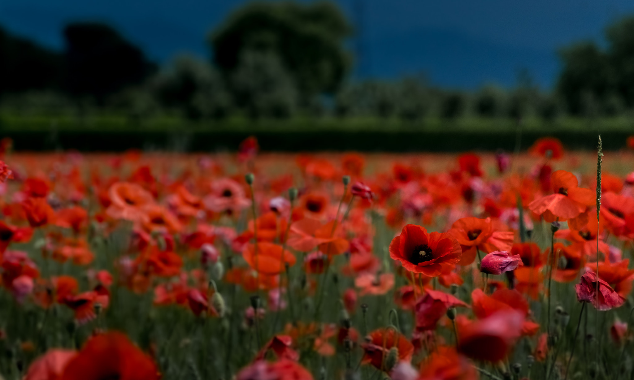 Nikon 1 J5 sample photo. ***** photography