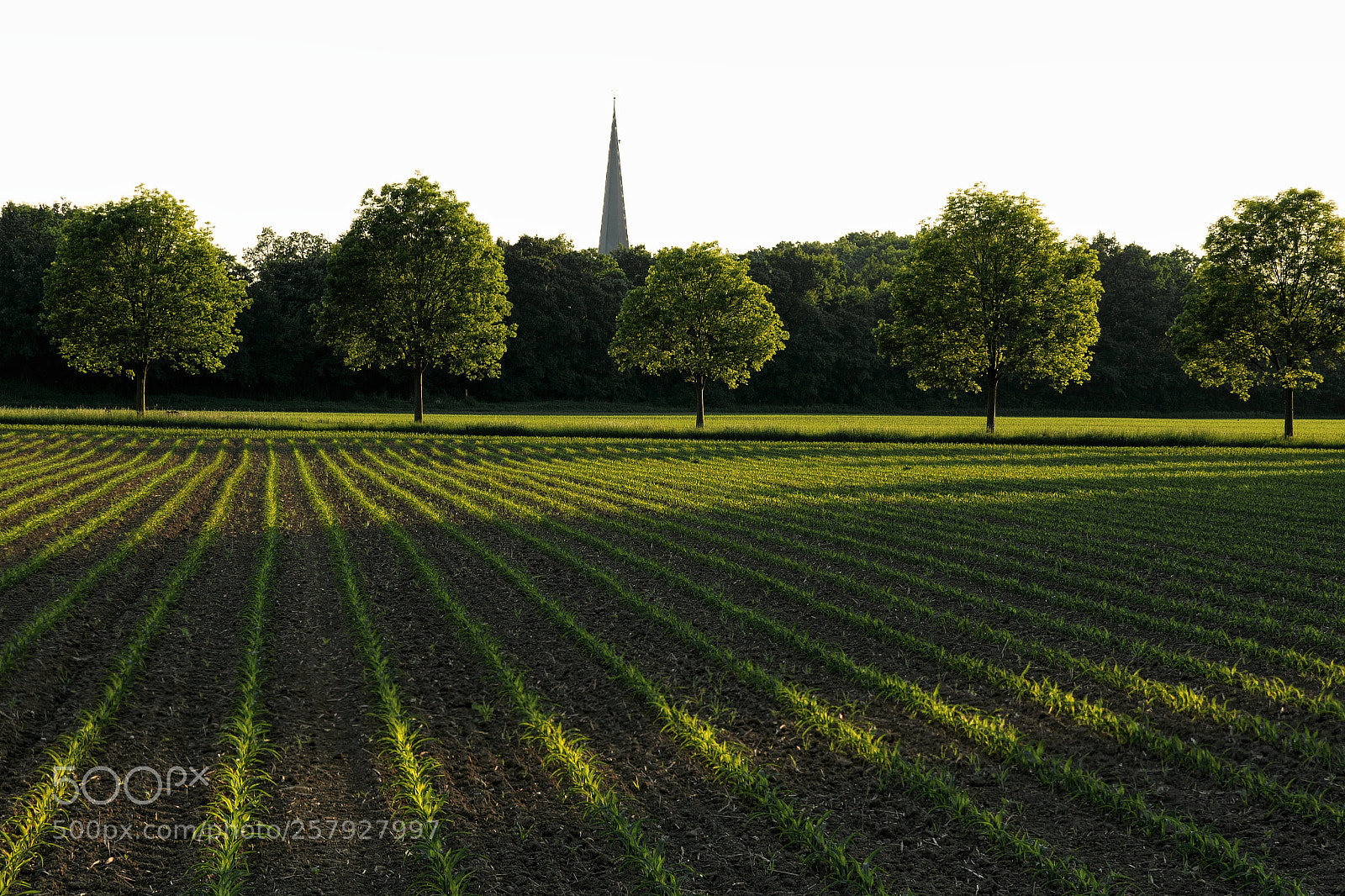 Panasonic Lumix DC-G9 sample photo. Five trees a church photography