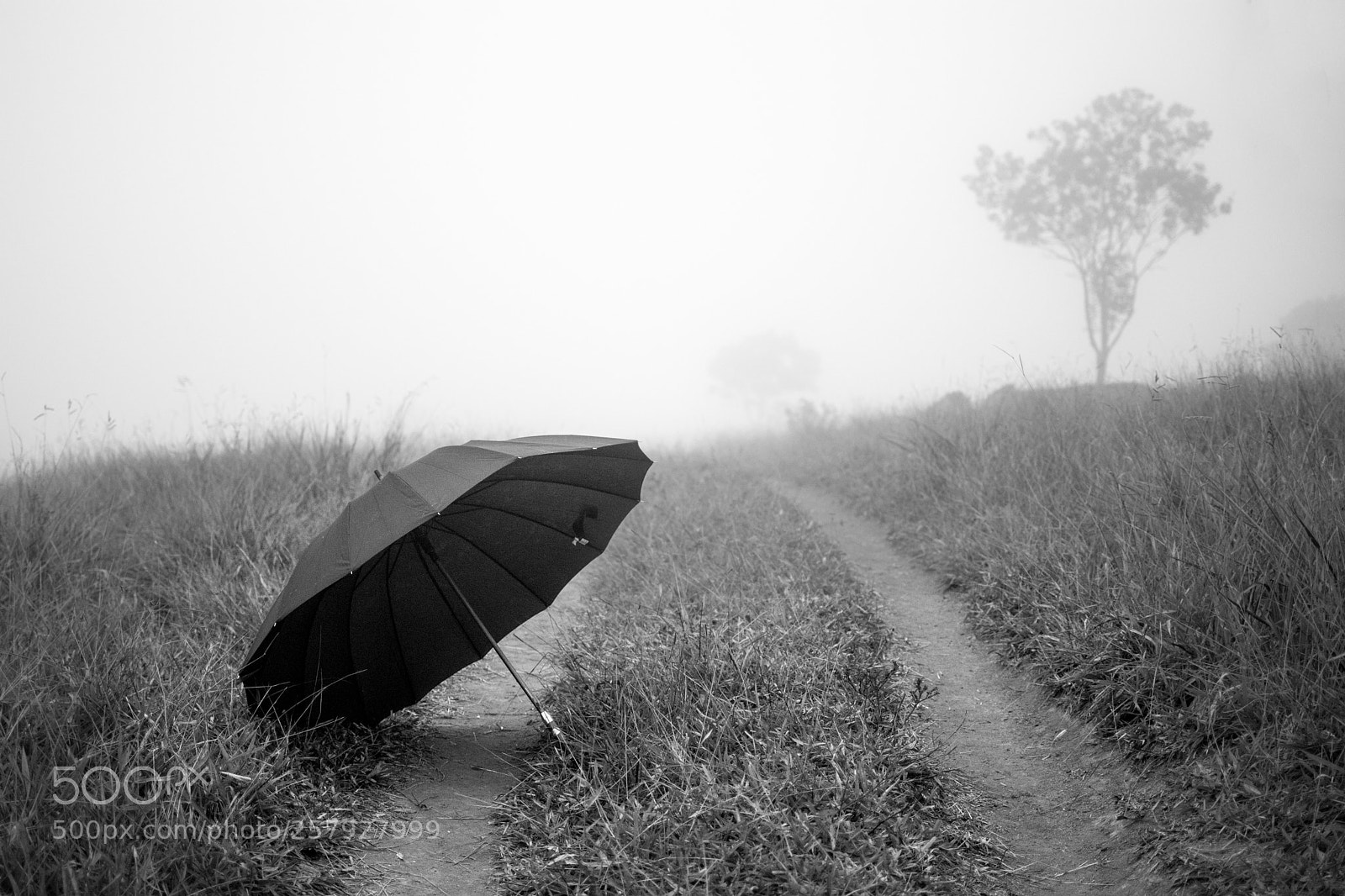 Nikon D5200 sample photo. Sonata photography